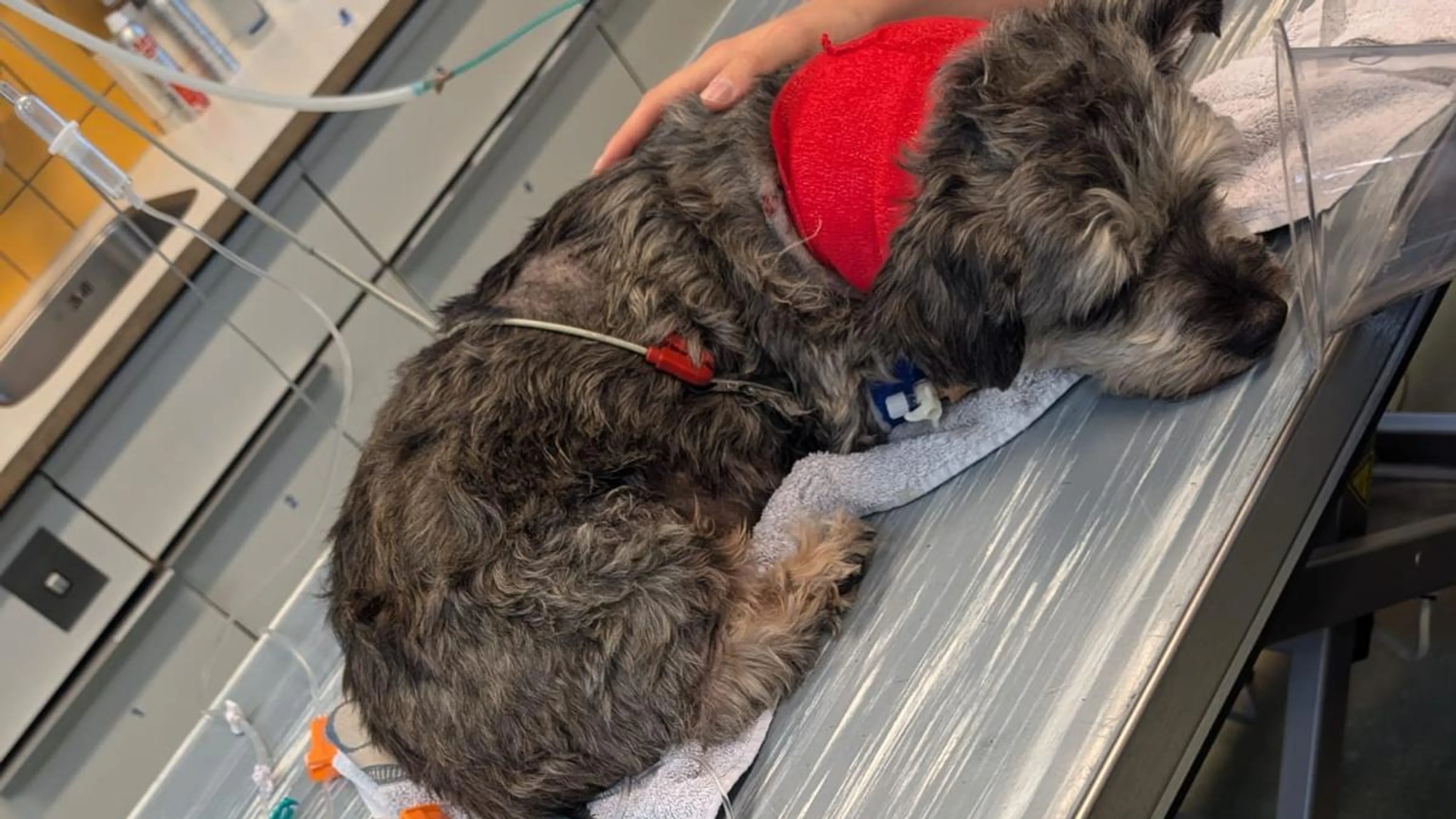 Crowdfunding gestart om hond Bruno (12) te redden na aanval door wolf
