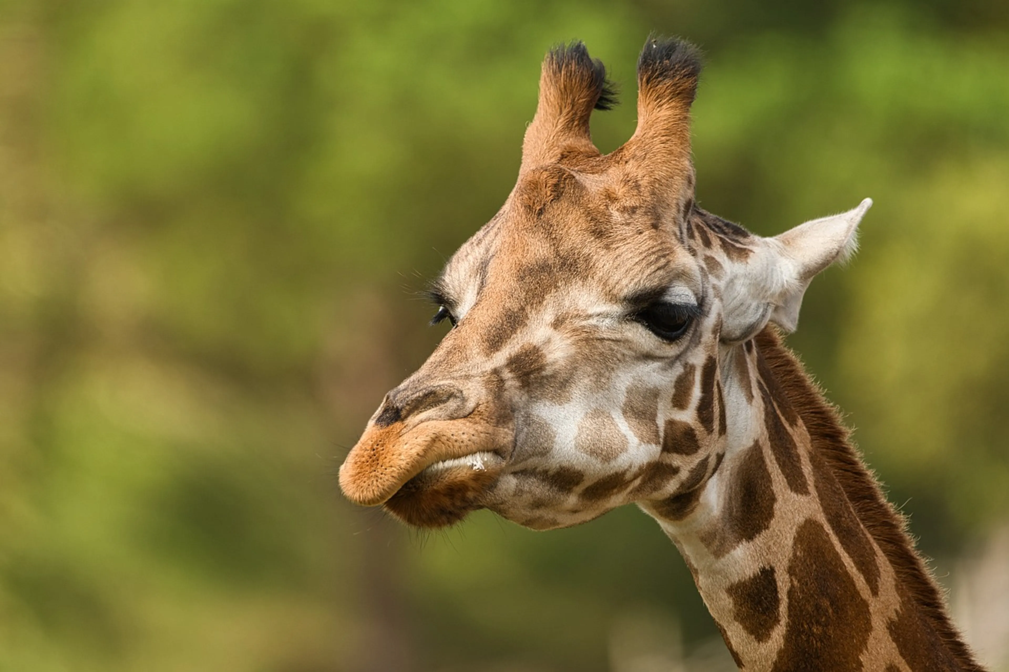Moedergiraffe overleden tijdens bevalling in dierenpark Emmen