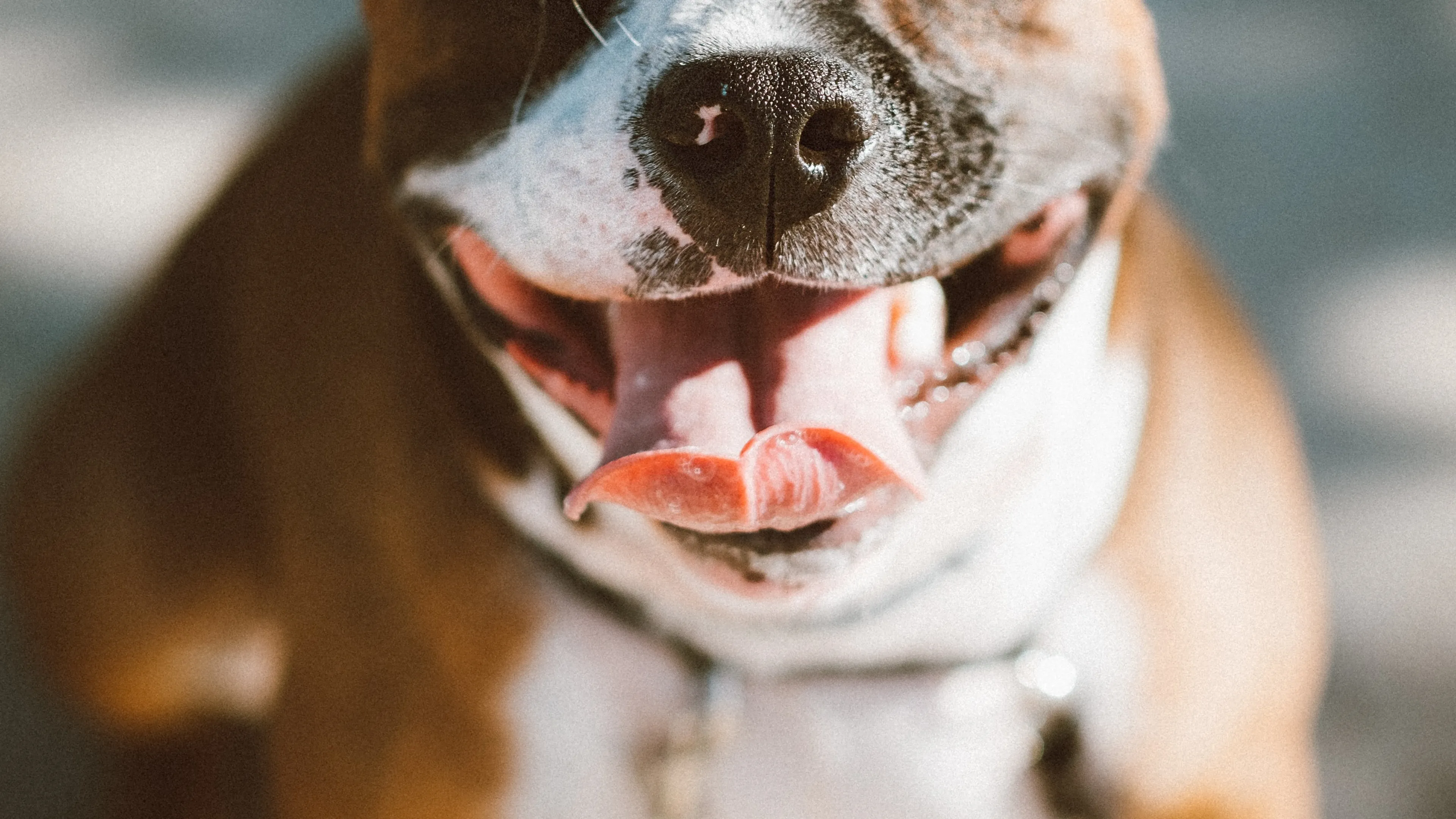 Man (33) opgepakt na vondst dode hond in bos Almere