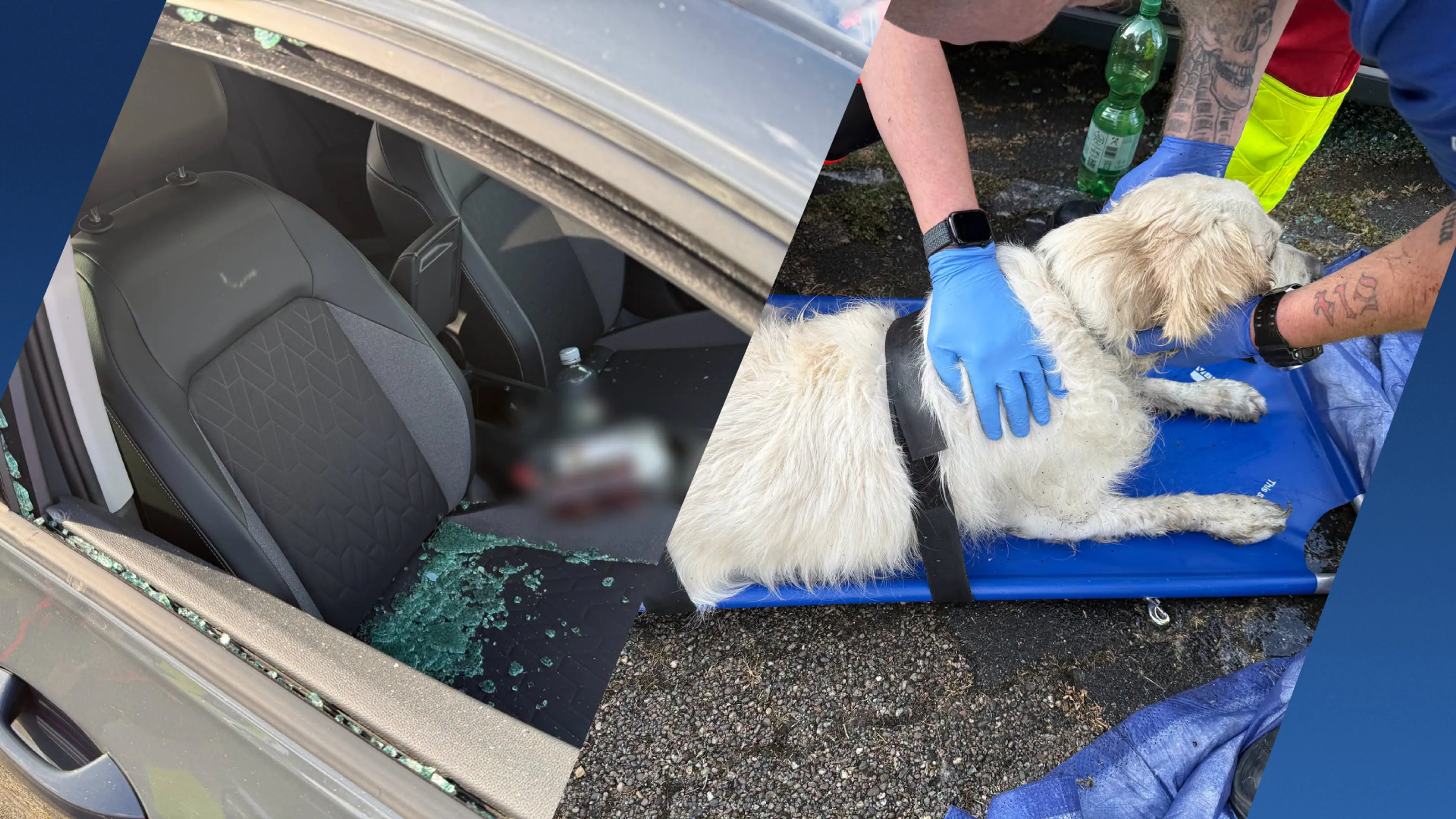 Ramon redt hond uit snikhete auto bij pretpark: 'Had het bijna niet overleefd'