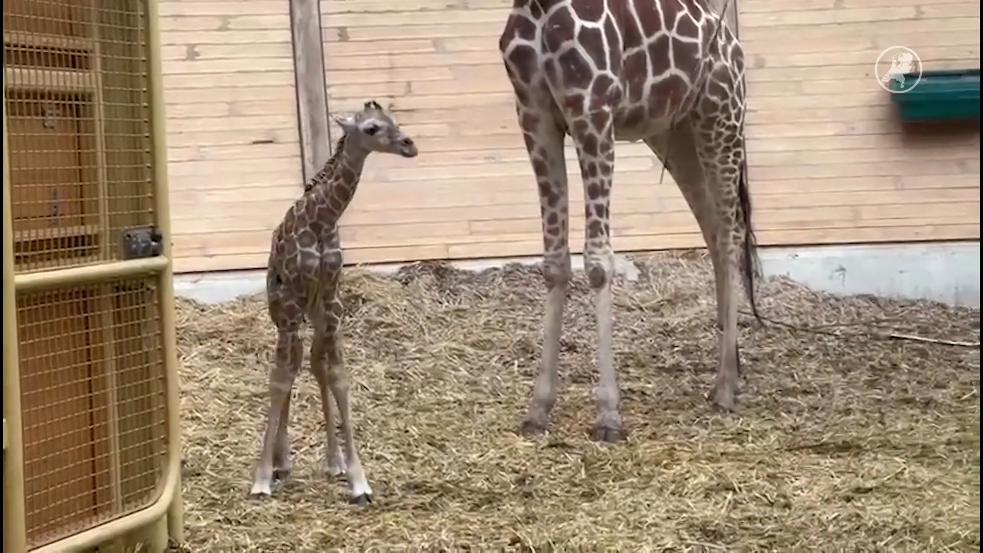 Tranen in Blijdorp: pasgeboren giraffe Shaki plotseling overleden