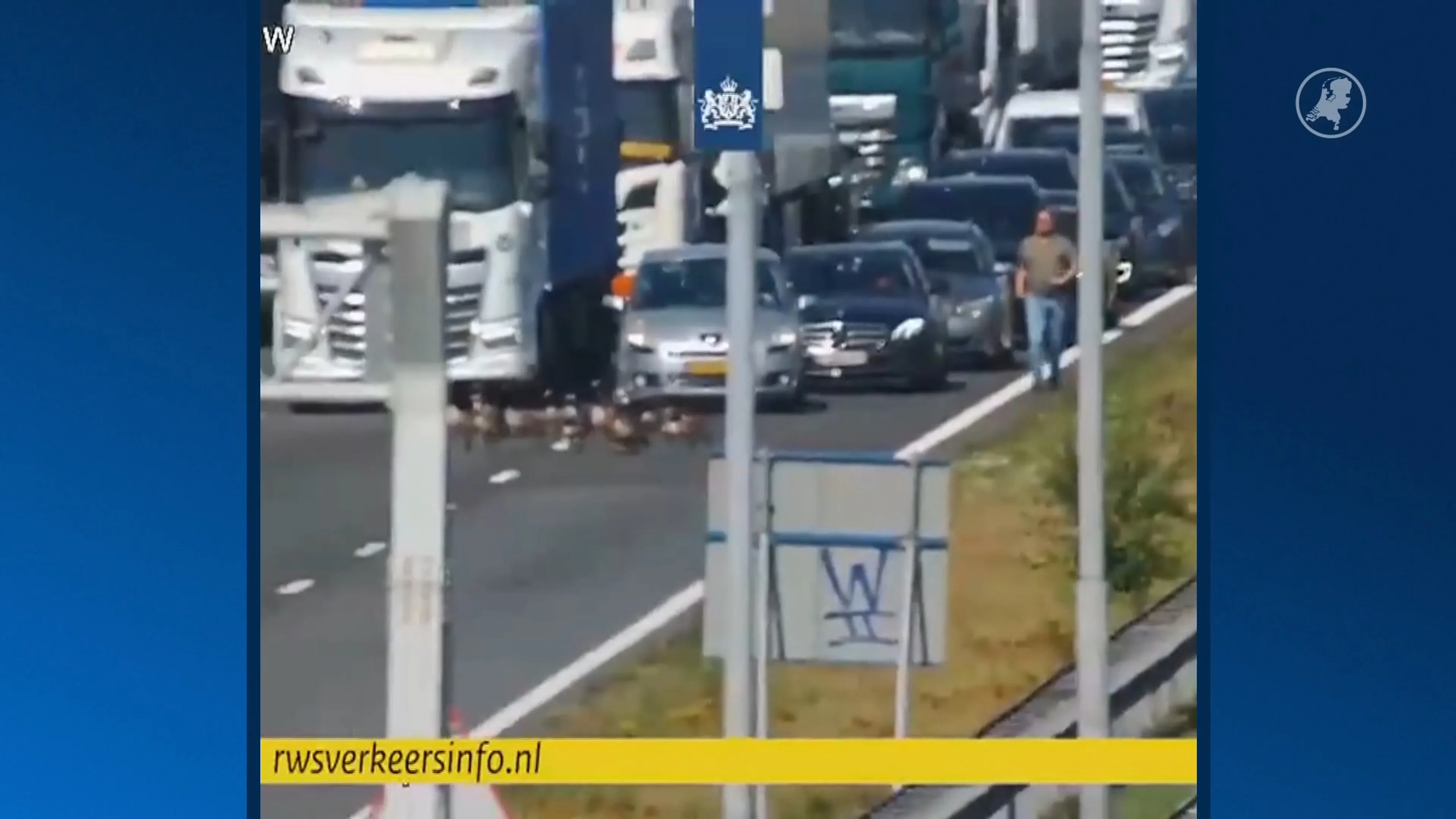 Ganzenfamilies steken de snelweg over bij Tilburg
