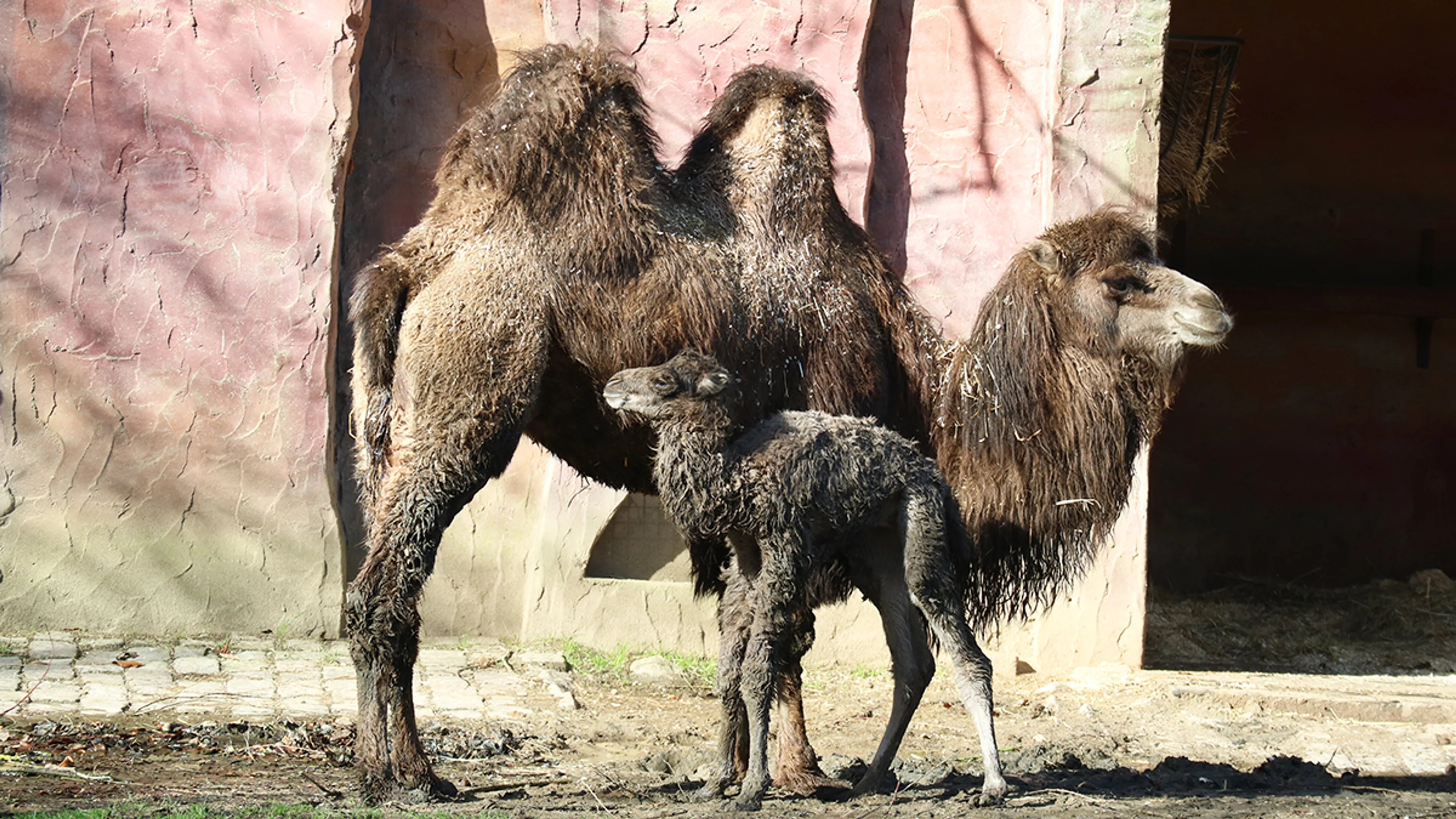 Kameeltje geboren in Dierenpark Amersfoort