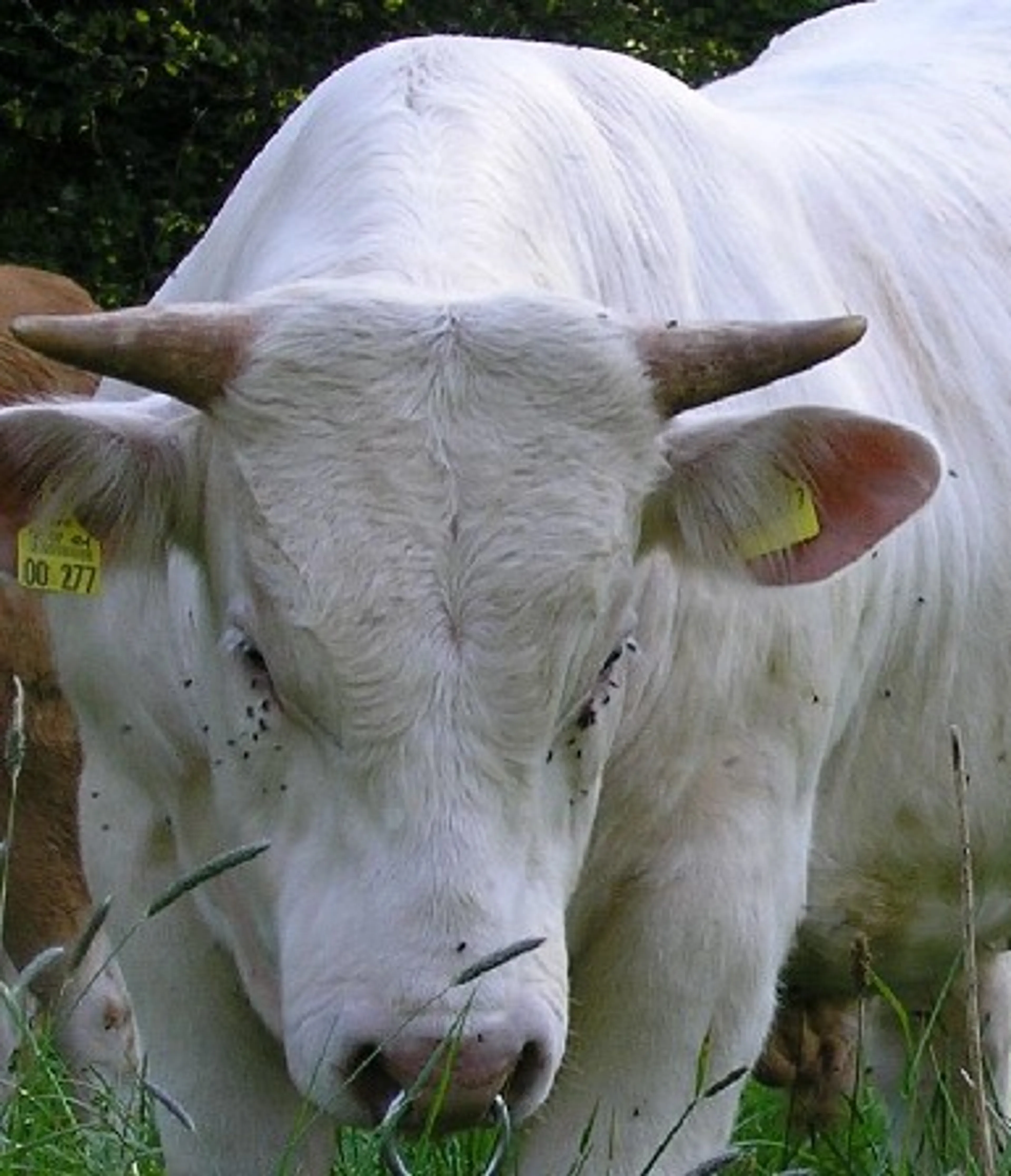 Man uit Uden zwaargewond na aanval door stier