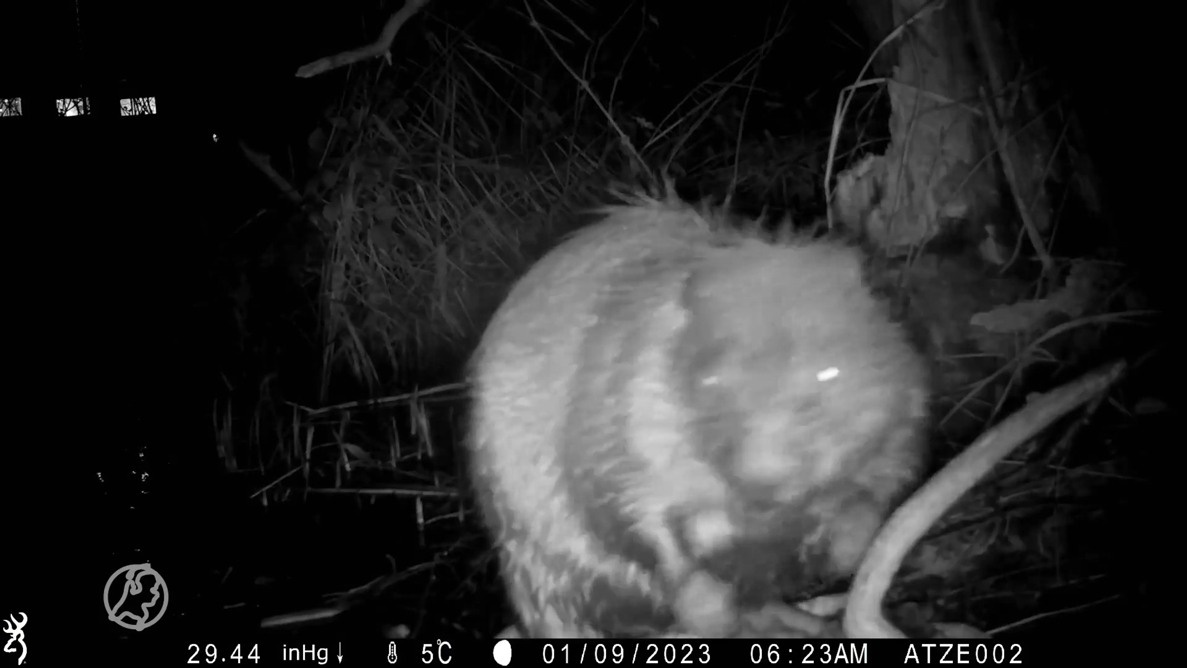 Bioloog dolblij: voor het eerst een bever gespot in Amsterdam