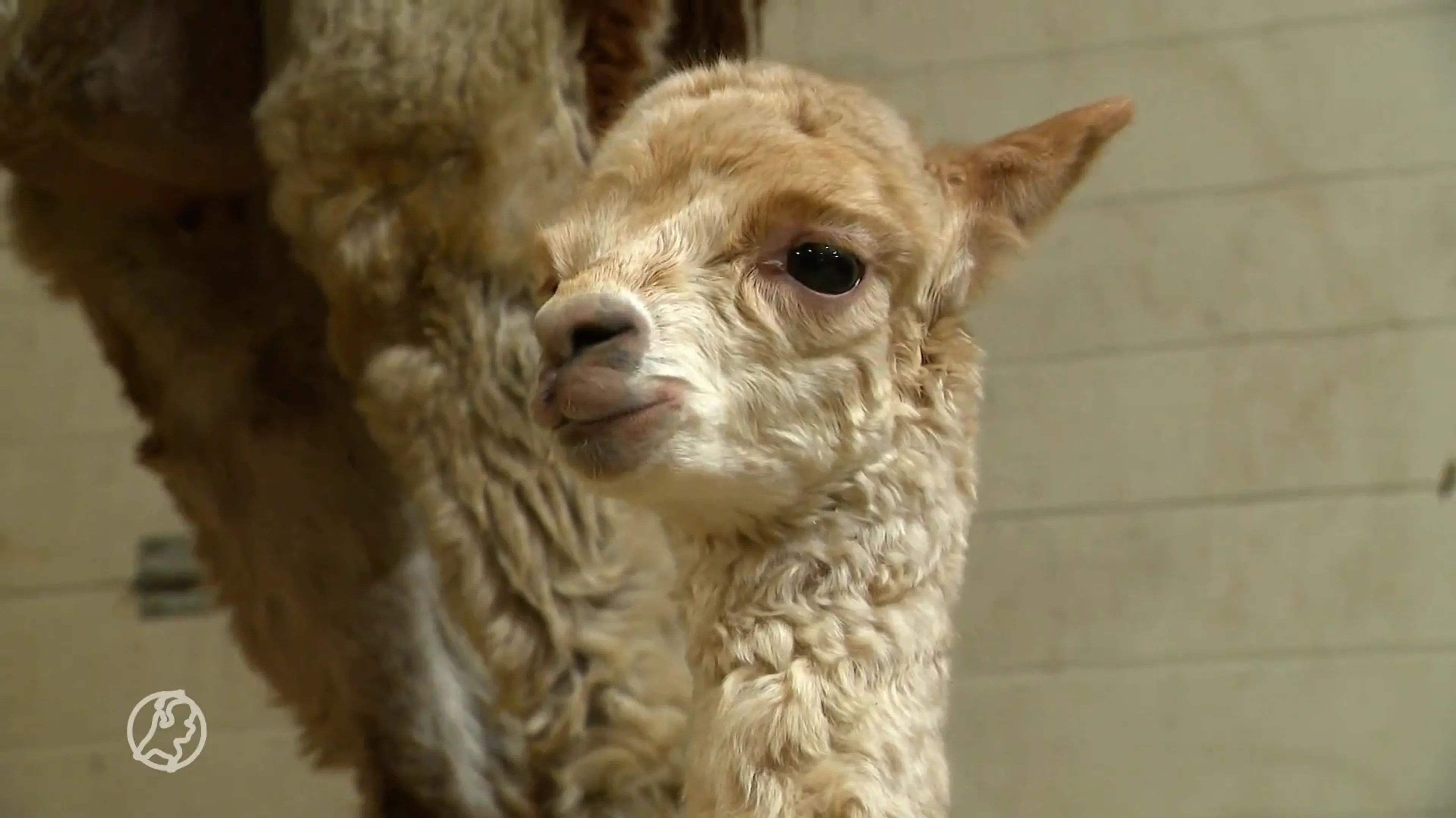 Wie wil er een alpaca? Babyboom bij Stichting Alpaca Rescue Nederland