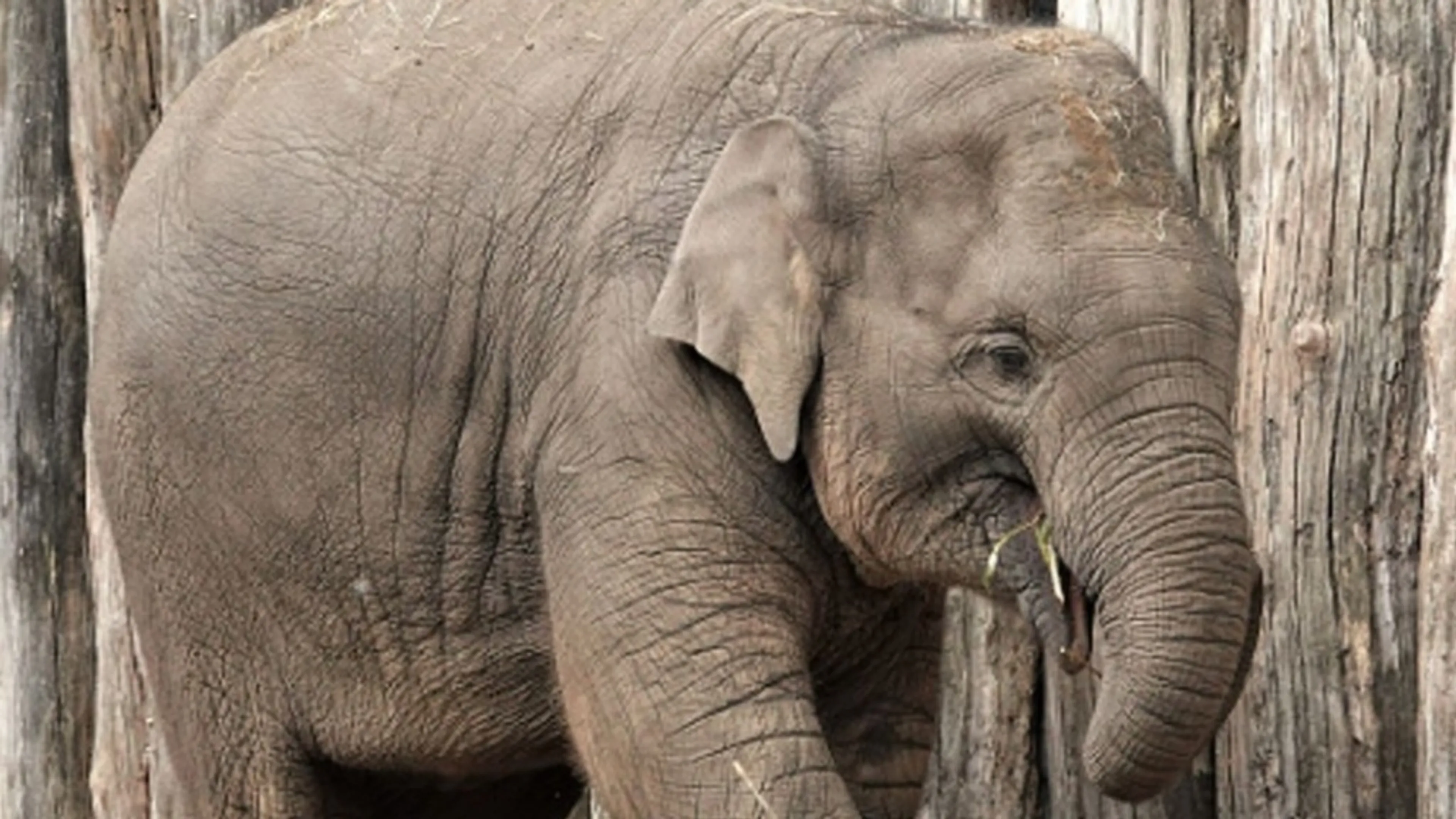 Ongeluk wordt olifant Yindi (4) fataal: 'Helaas niet meer wakker geworden'