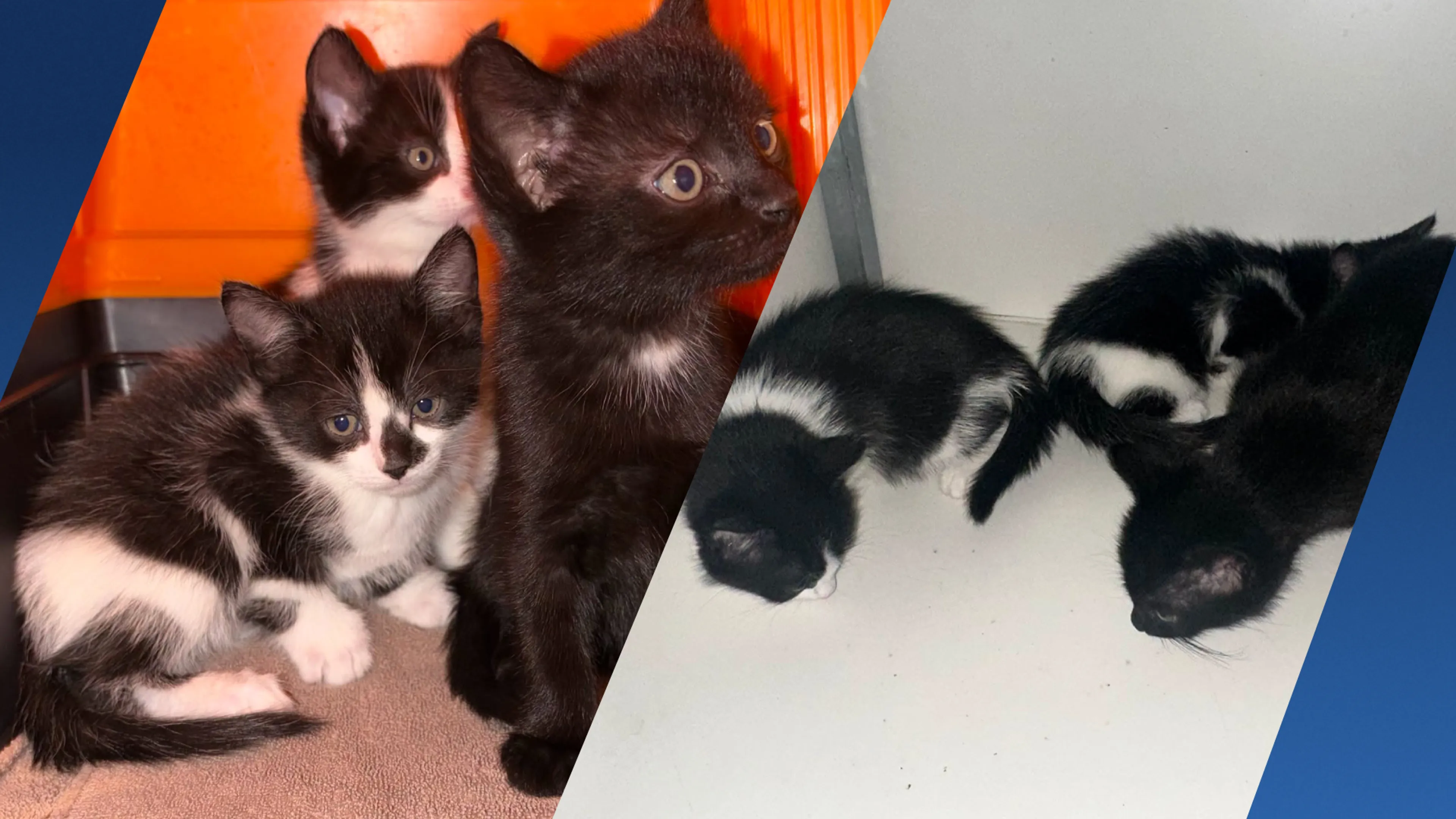 Conducteur in Venlo krijgt reistas met gevonden kittens in handen gedrukt