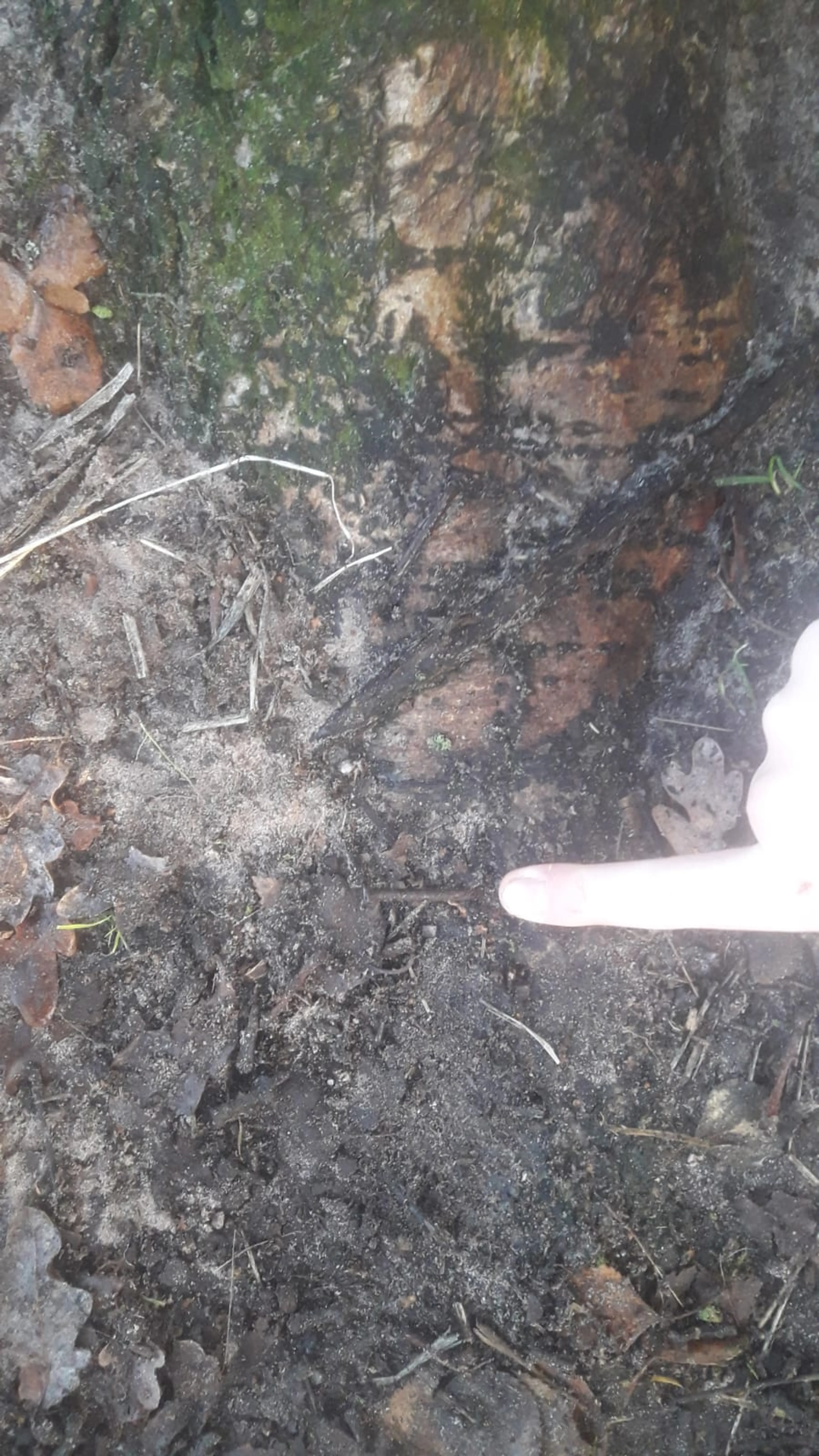 Levensgevaarlijke spijkermatten neergelegd in Natuurgebied Reuselse Moeren