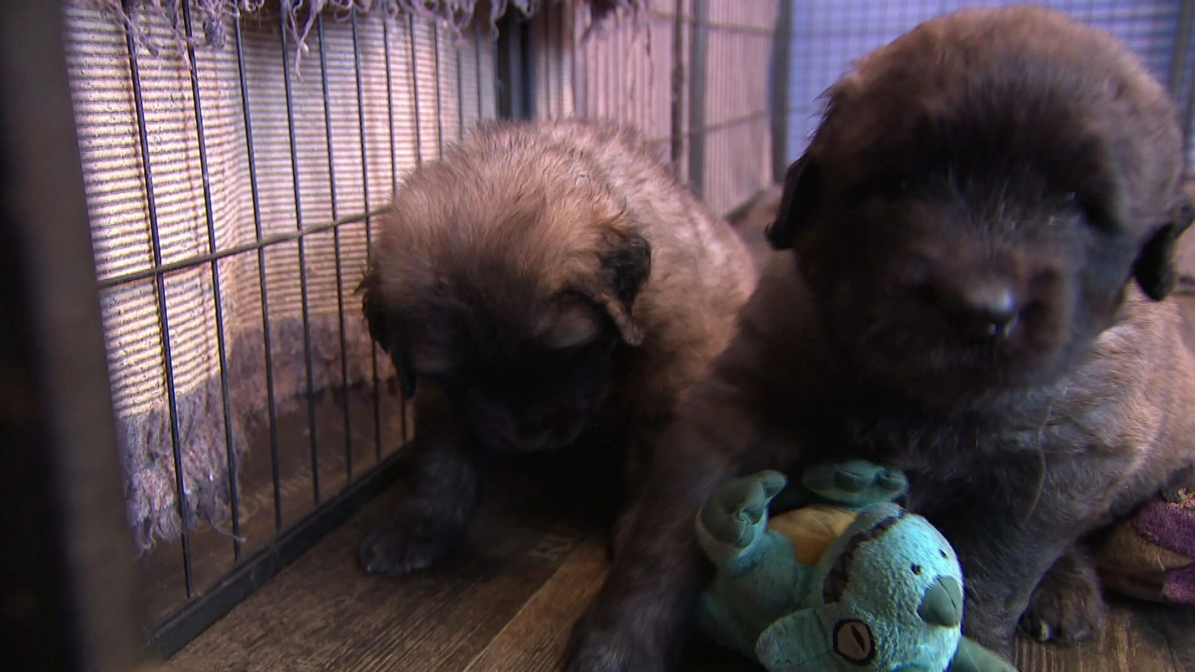 Puppy's niet aan te slepen tijdens coronacrisis: 'Het is verschrikkelijk'