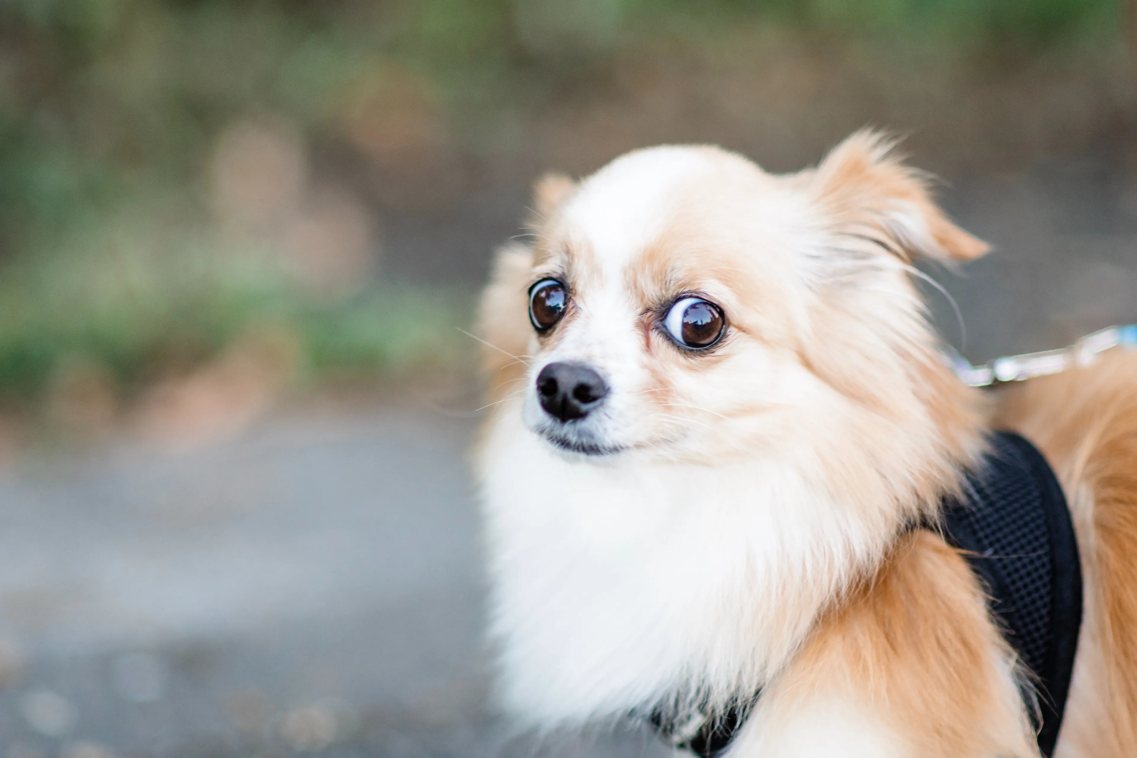 Hondje doodgebeten door grote hond, vrouw achter rollator meegesleurd en gewond