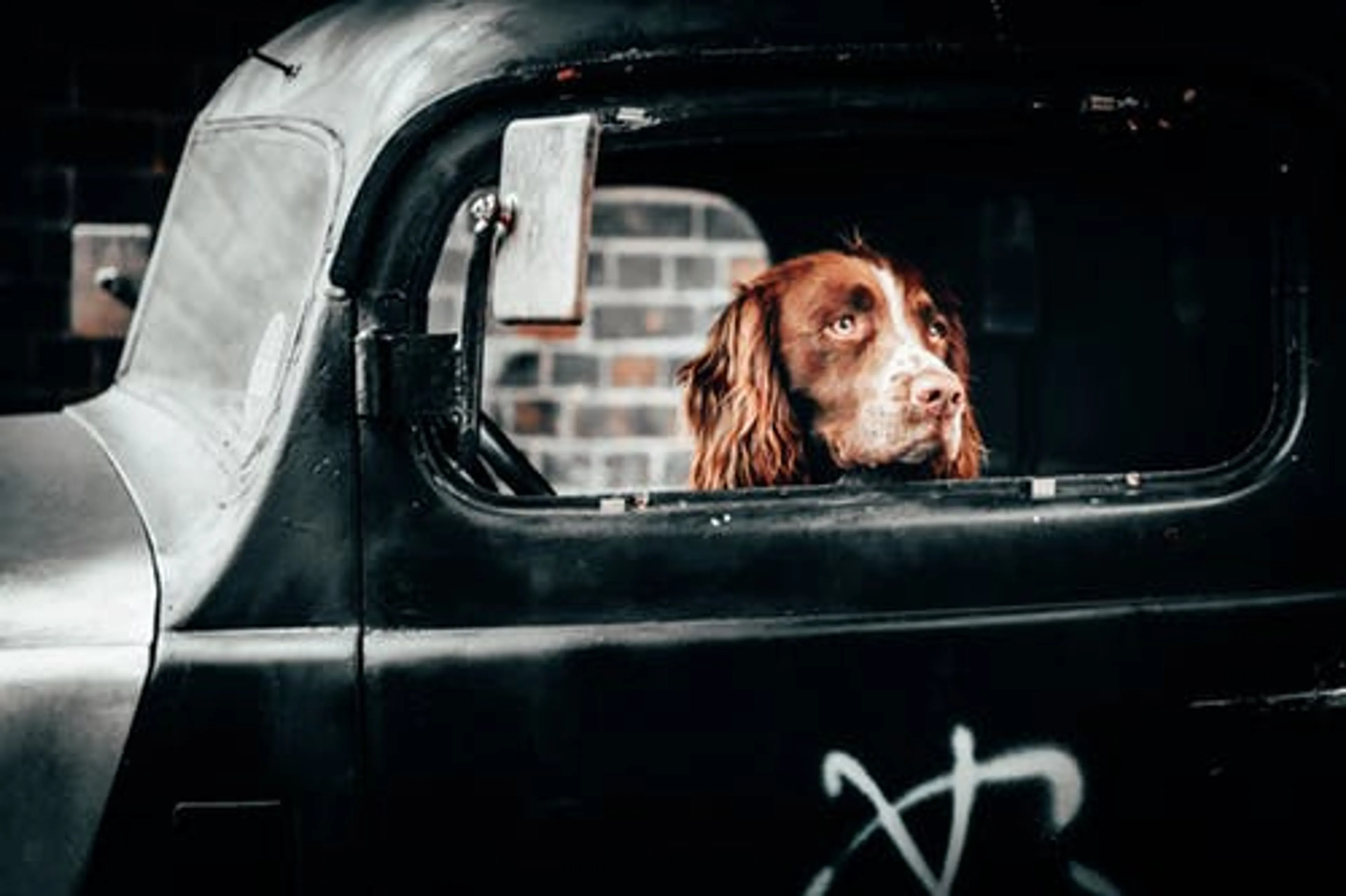 Pas 1 dag warm en nu al honden bevrijd uit bloedhete auto