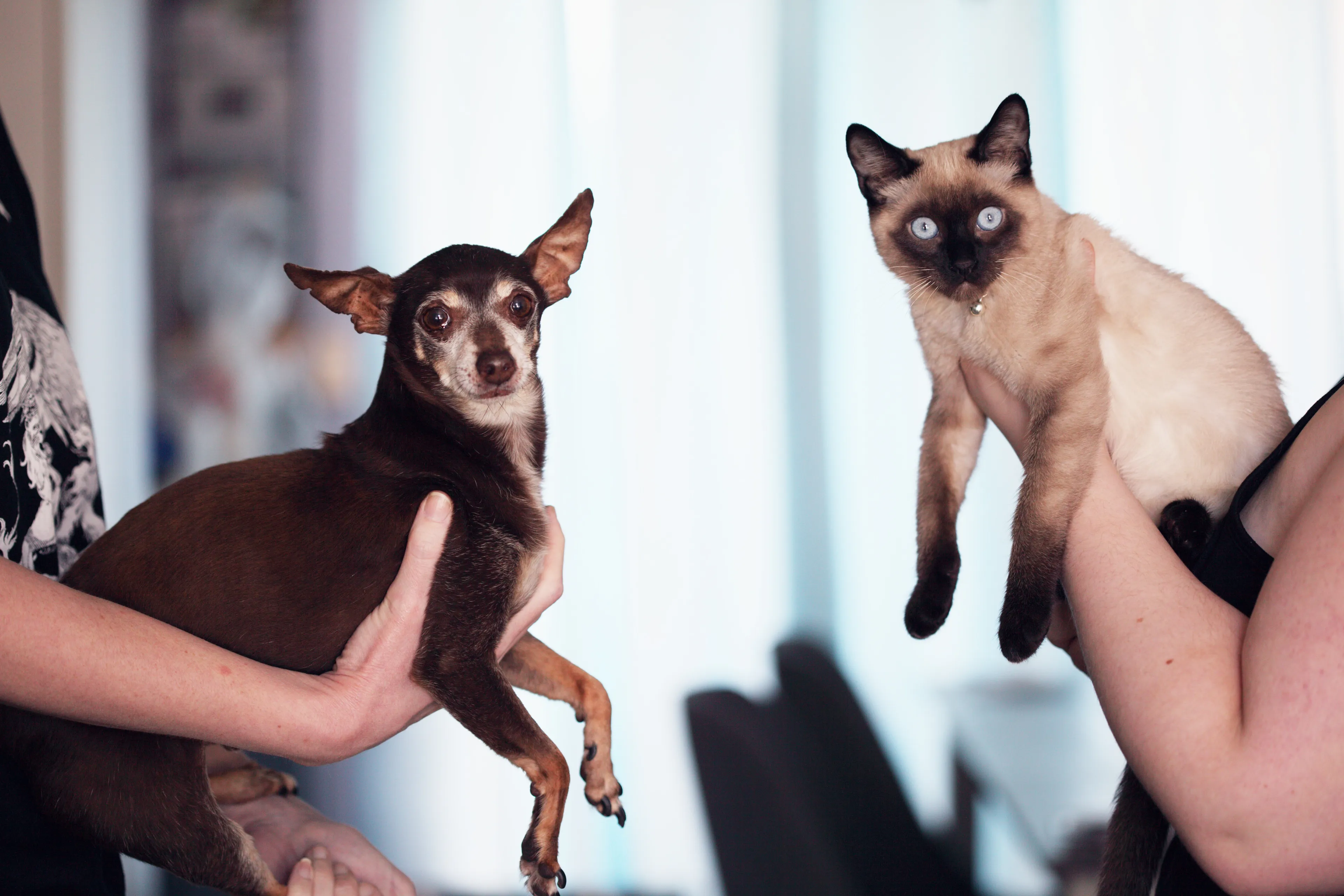 Katten en honden ook meegenomen in corona-onderzoek onder zorgmedewerkers
