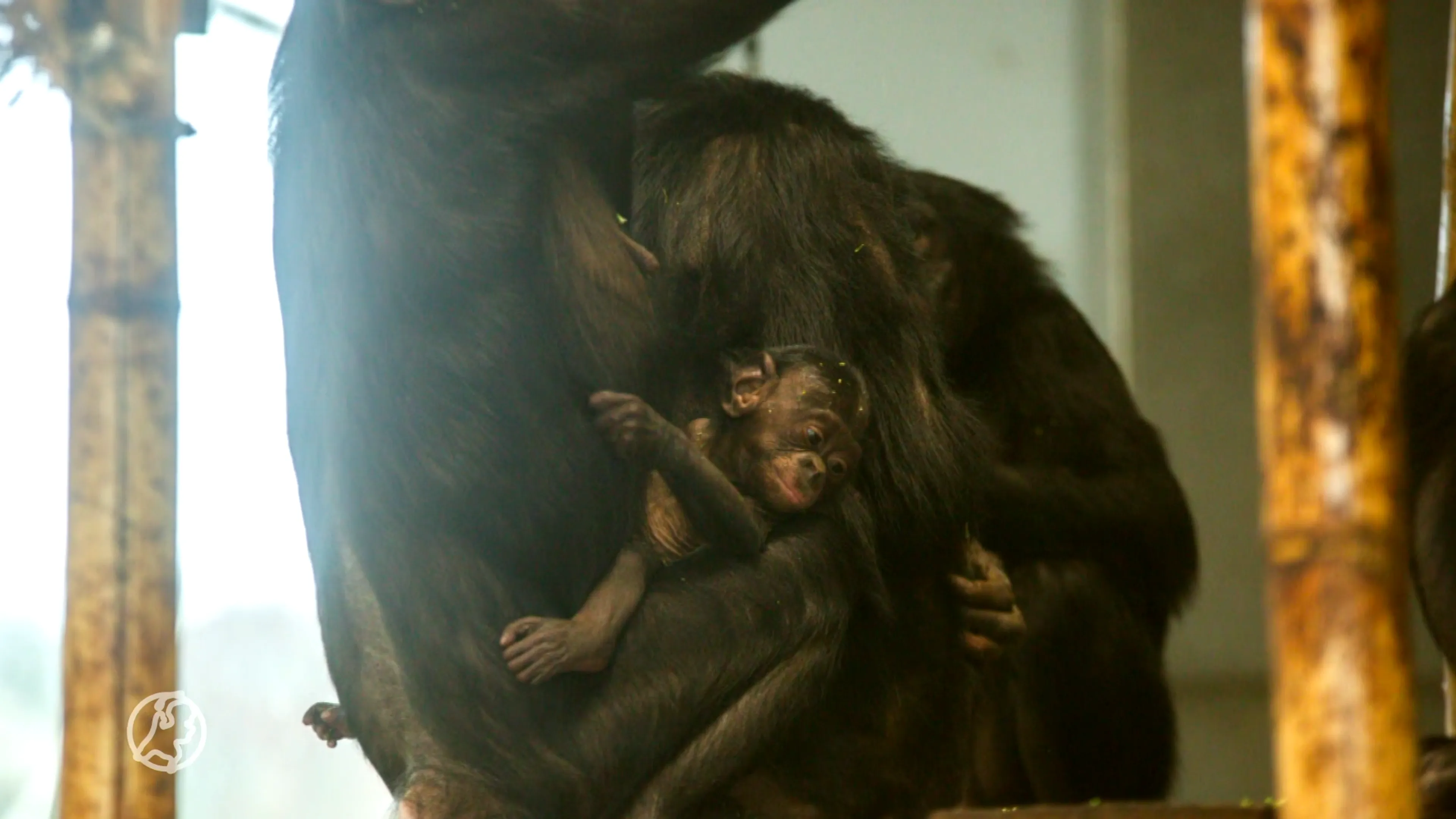 ZIEN: Bonobo-baby geboren in Ouwehands Dierenpark