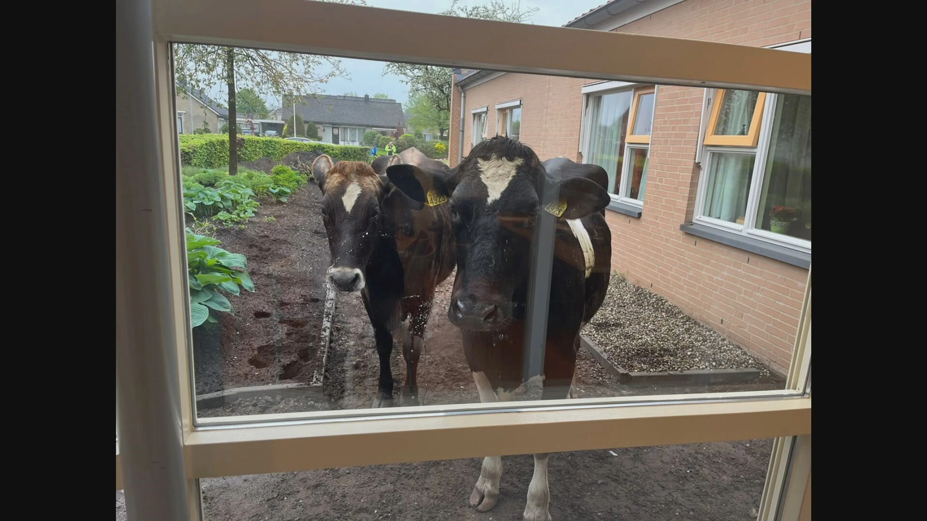 32 koeien ontsnappen en vermaken zich in het dorp
