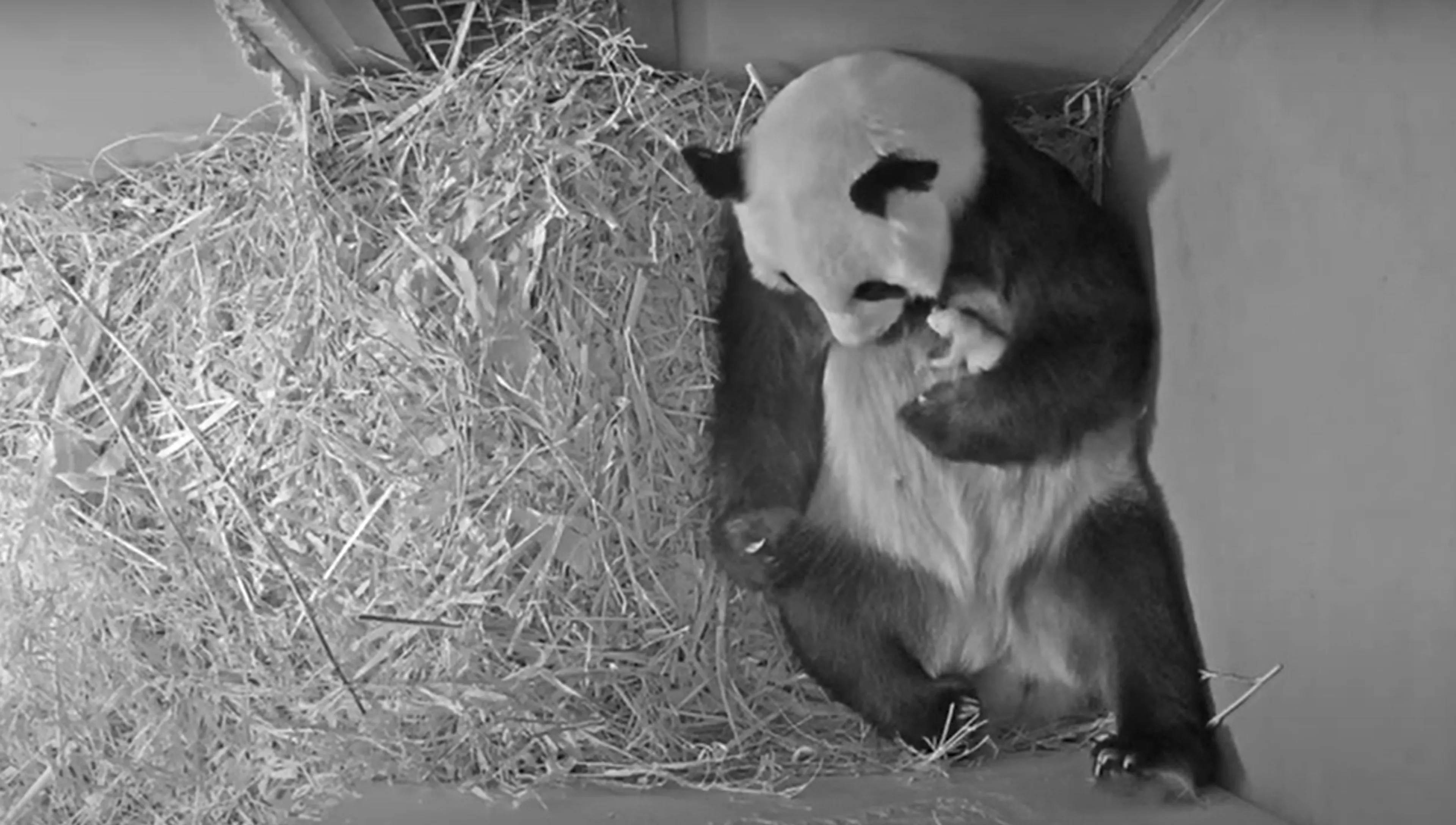 Babyreuzenpanda gegroeid: goedgevulde buik en relatief lange staart