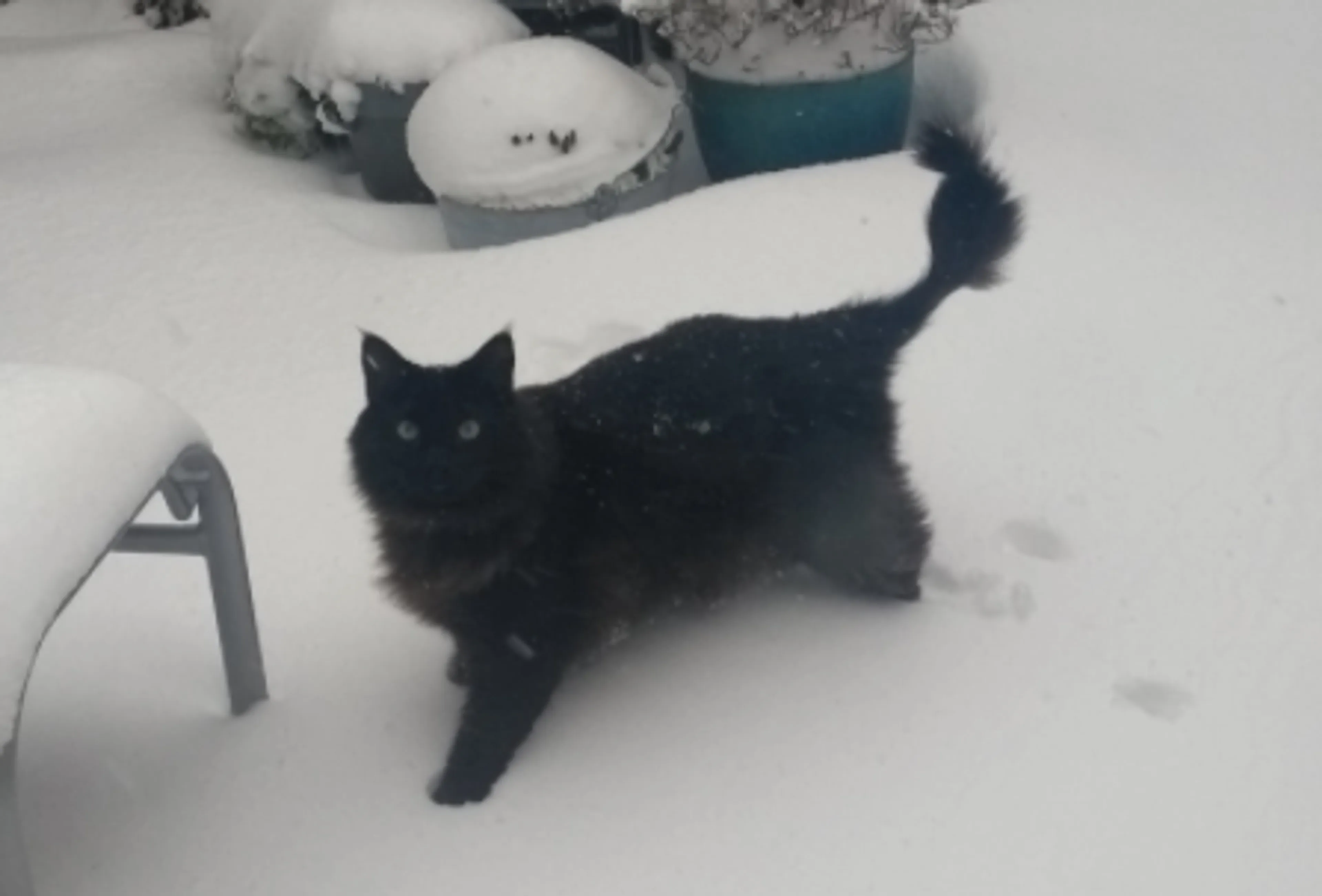 Kat Kwibus (3) sterft plots na pret in de sneeuw: 'Als je een einde mag kiezen, komt dit in de buurt'