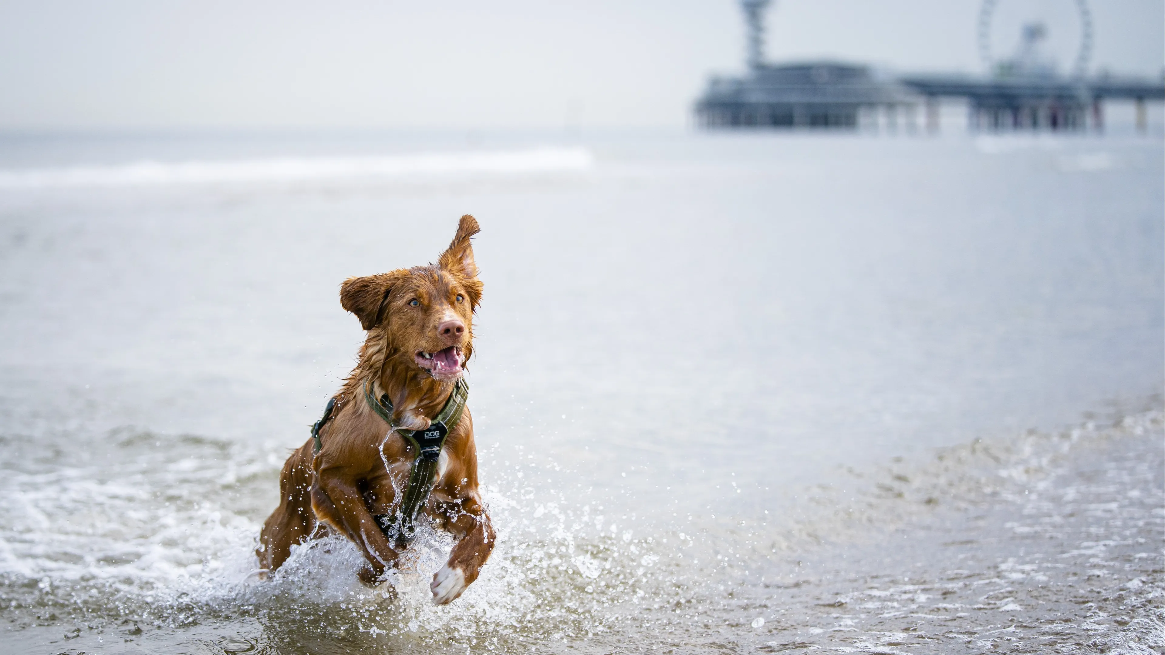 Hitte keert deze week terug: lokaal temperaturen tot 35 graden