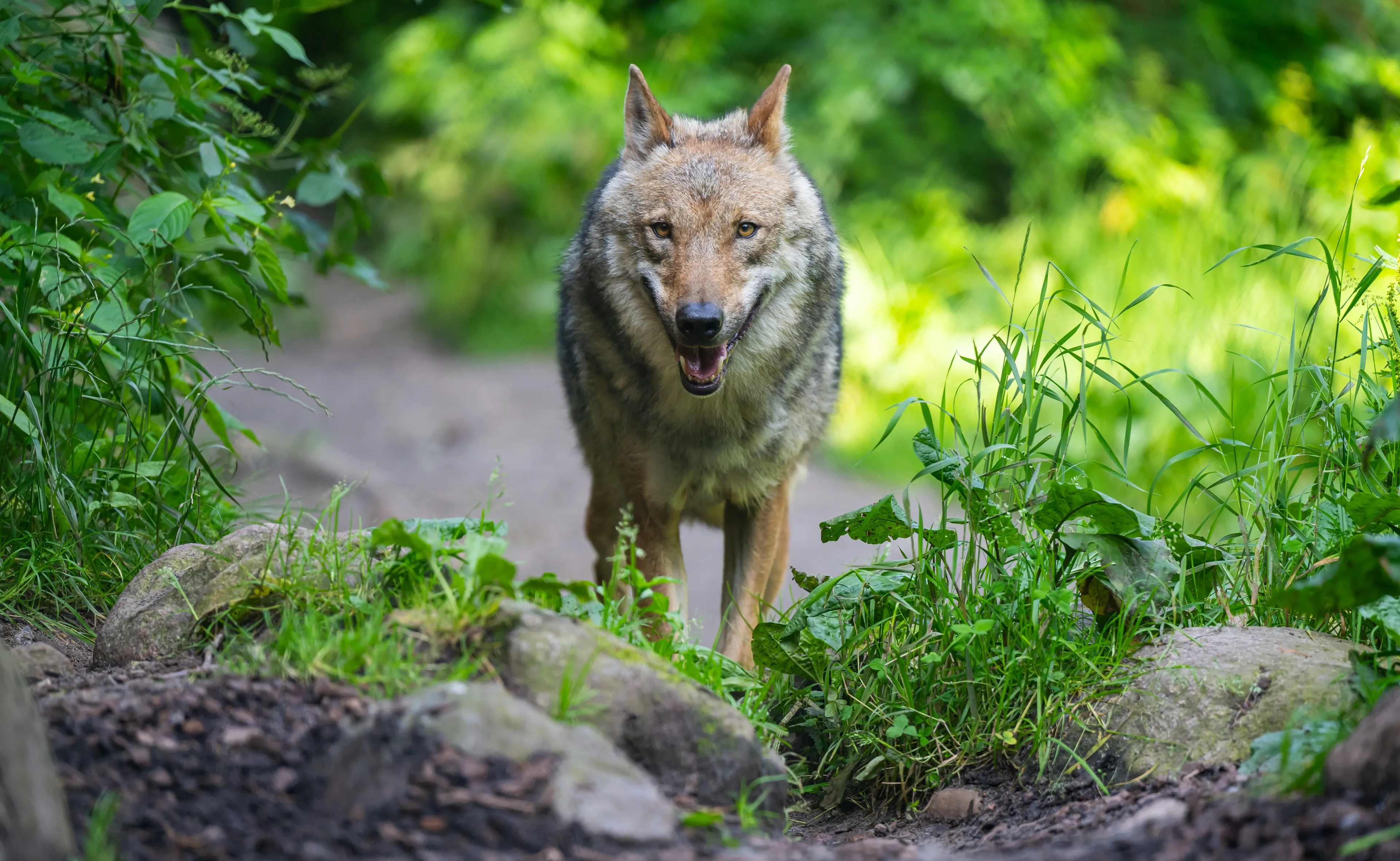 Nunspeet adviseert na aanval wolf: houd hond aan de lijn