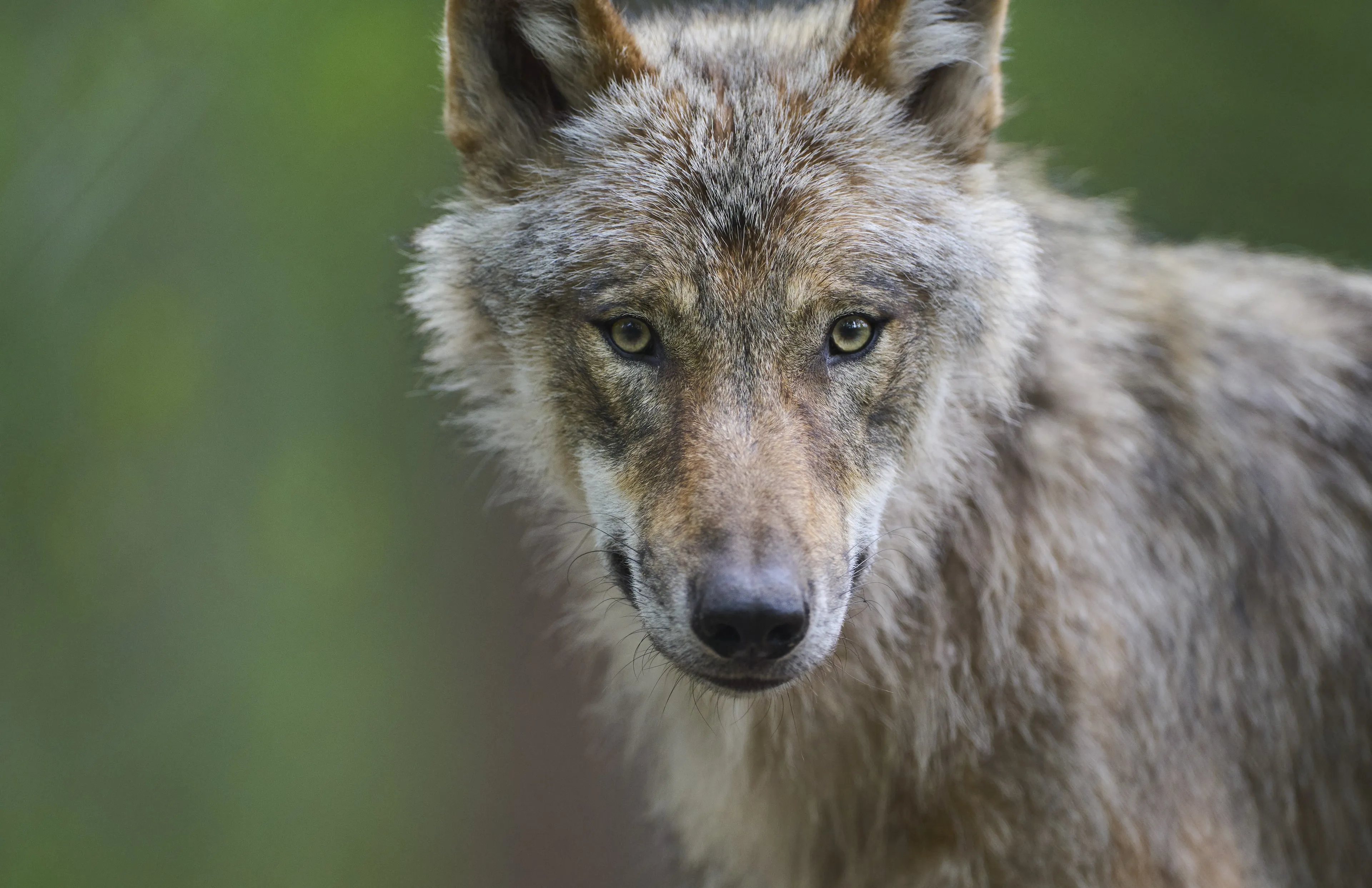 Gemoederen rond wolf in Drenthe lopen op