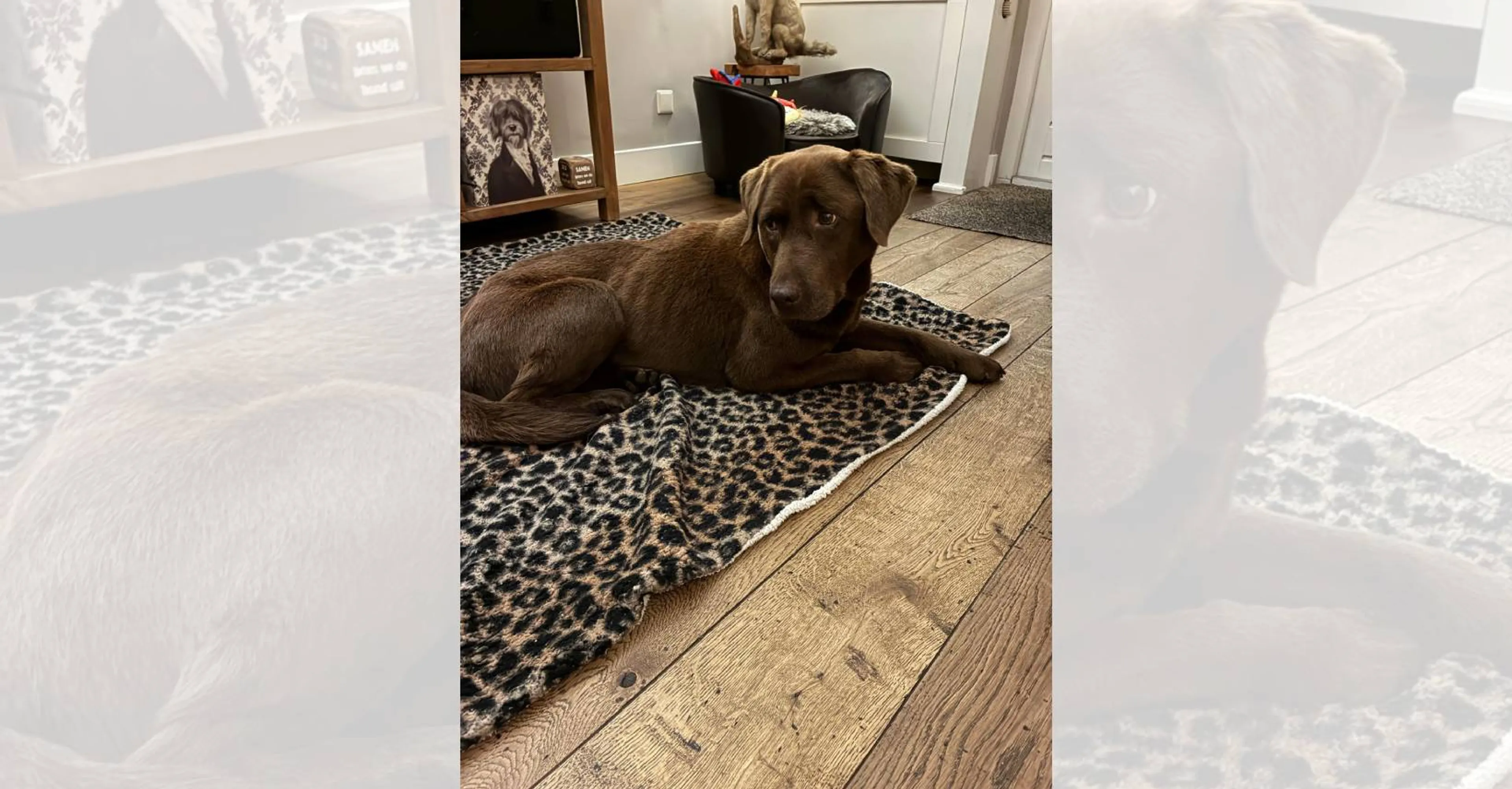 Vermiste hond Shadow na anderhalve maand vermagerd teruggevonden in Utrecht