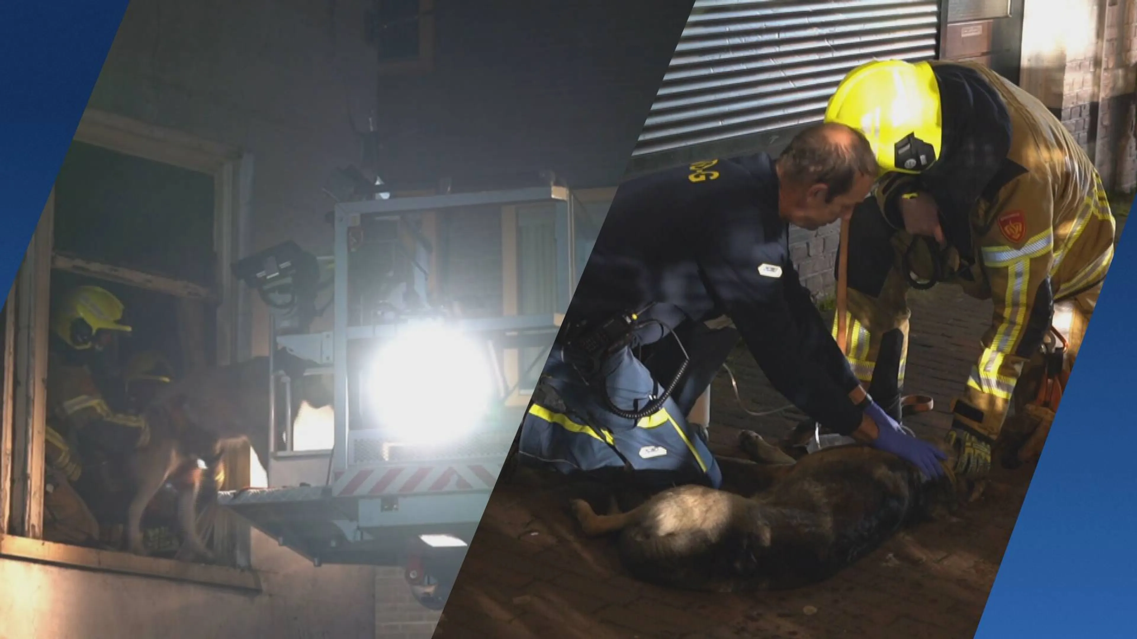 Brandweer redt twee honden bij brand Nijmegen, één buiten bewustzijn