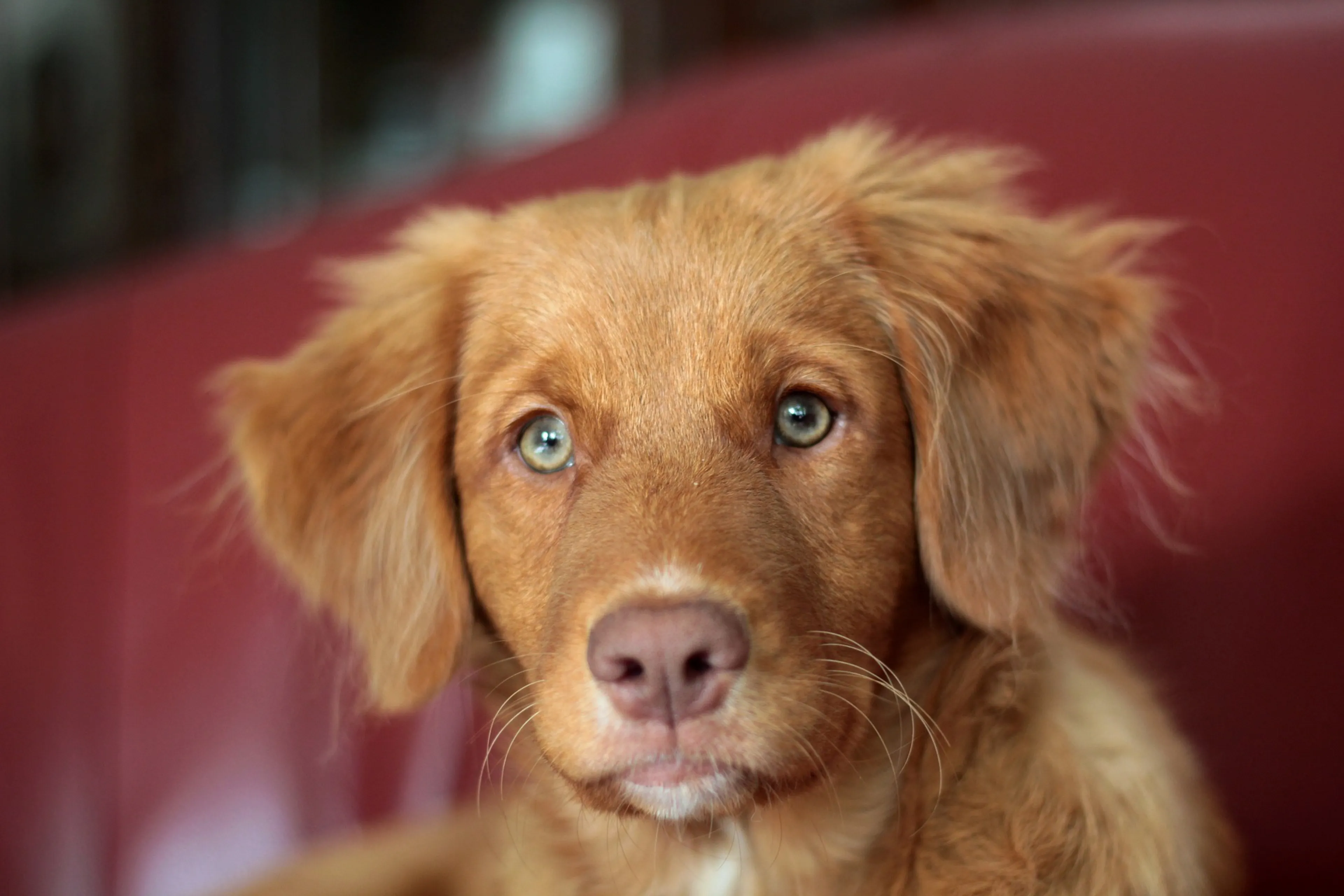 Drukbezochte puppyhandelaar in Diessen moet deuren sluiten om overtreden coronaregels