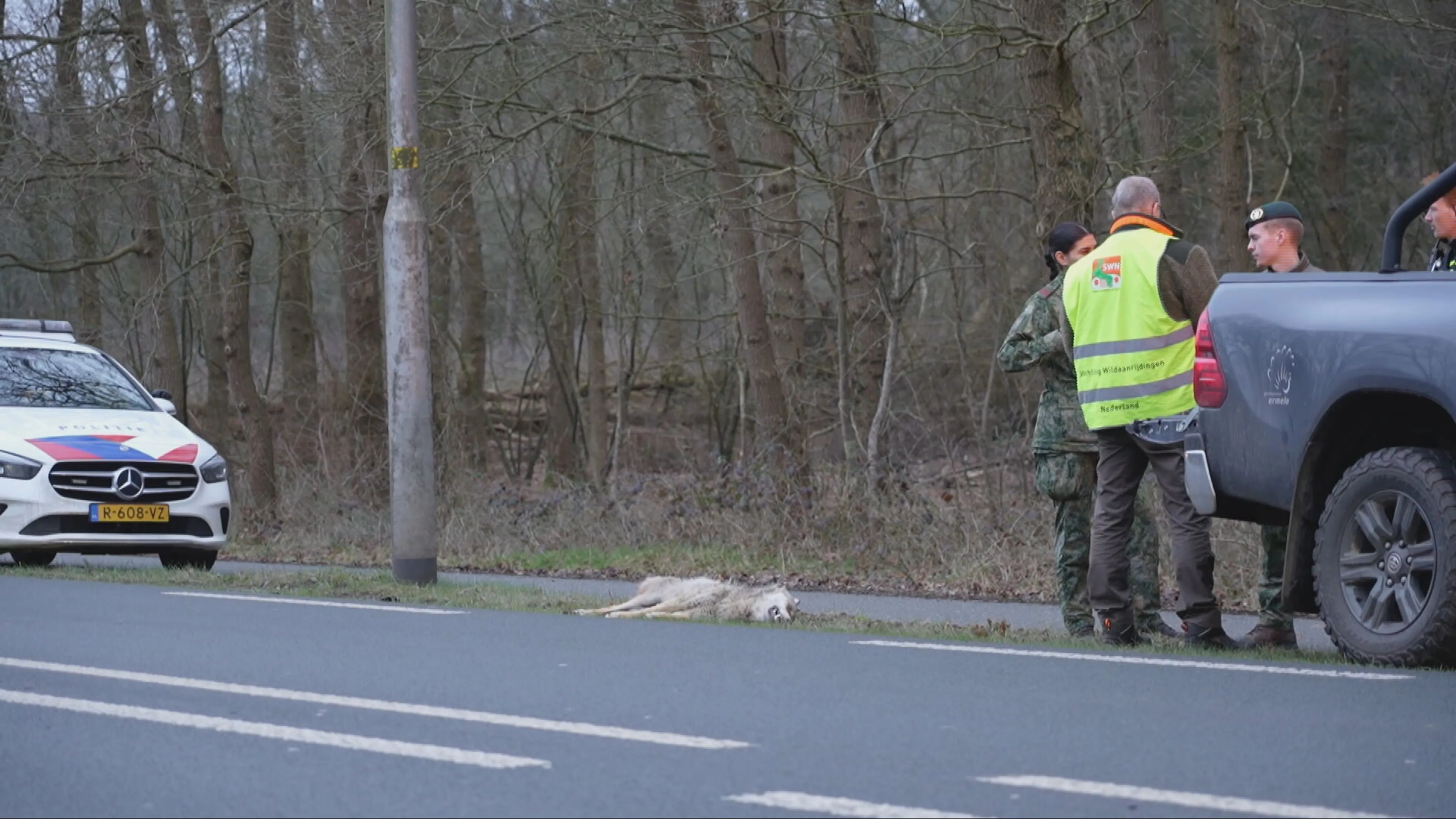 Wolf doodgereden op Putterweg bij Ermelo