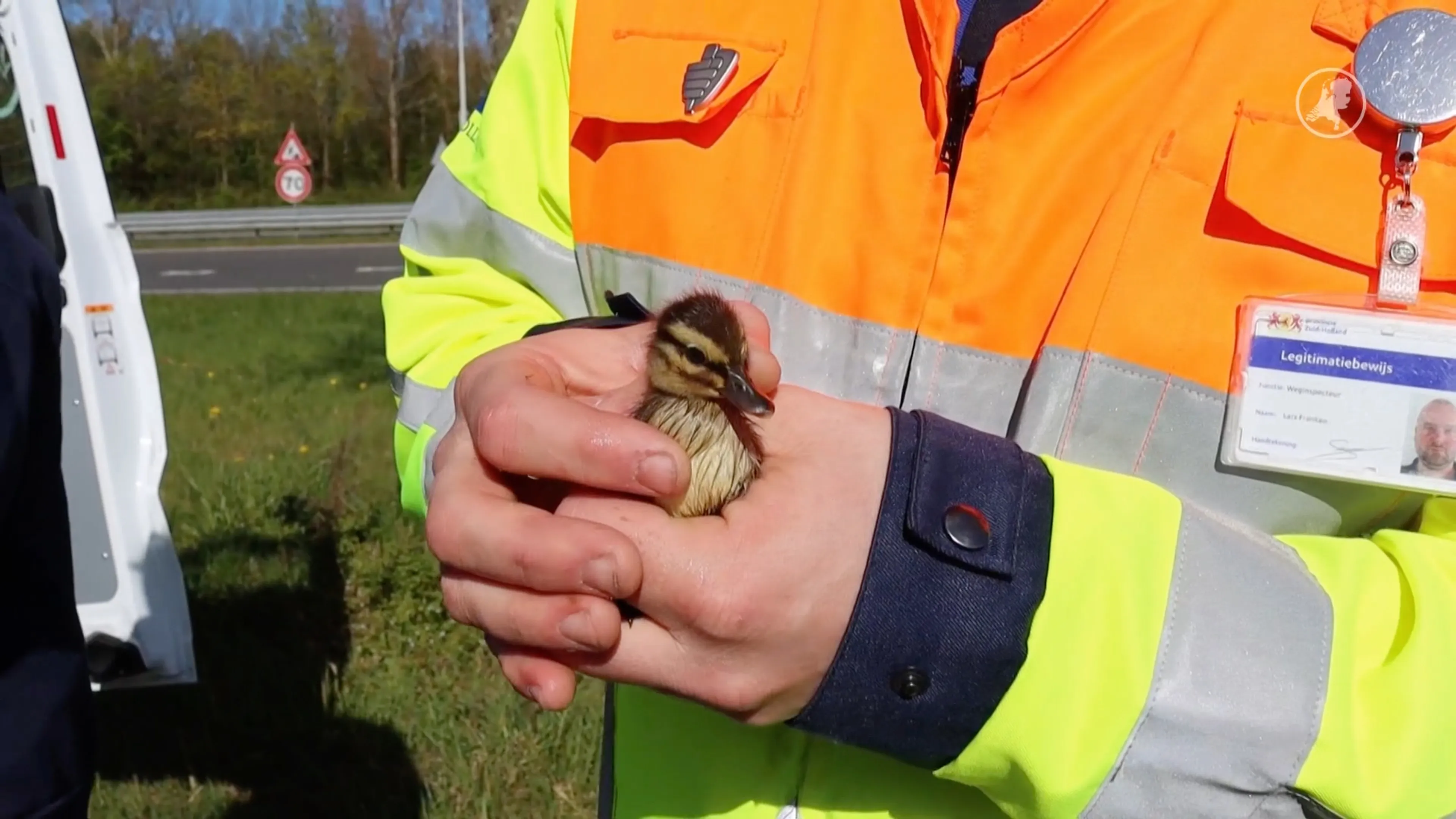 Eendjes gered na aanrijding op N206 tussen Katwijk en Noordwijk