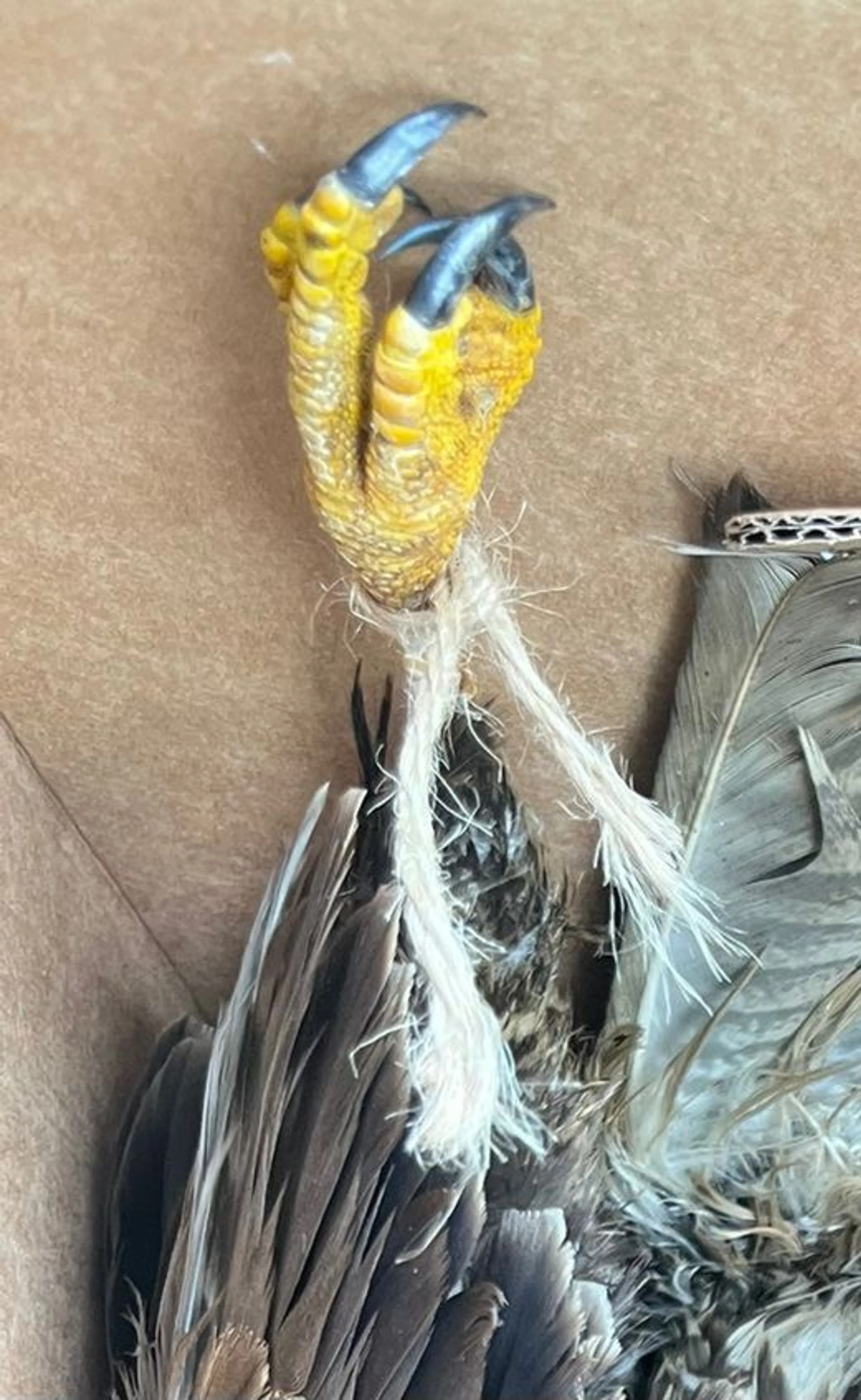Schokkende vondst: dode havik vastgebonden aan boom in Wijchen