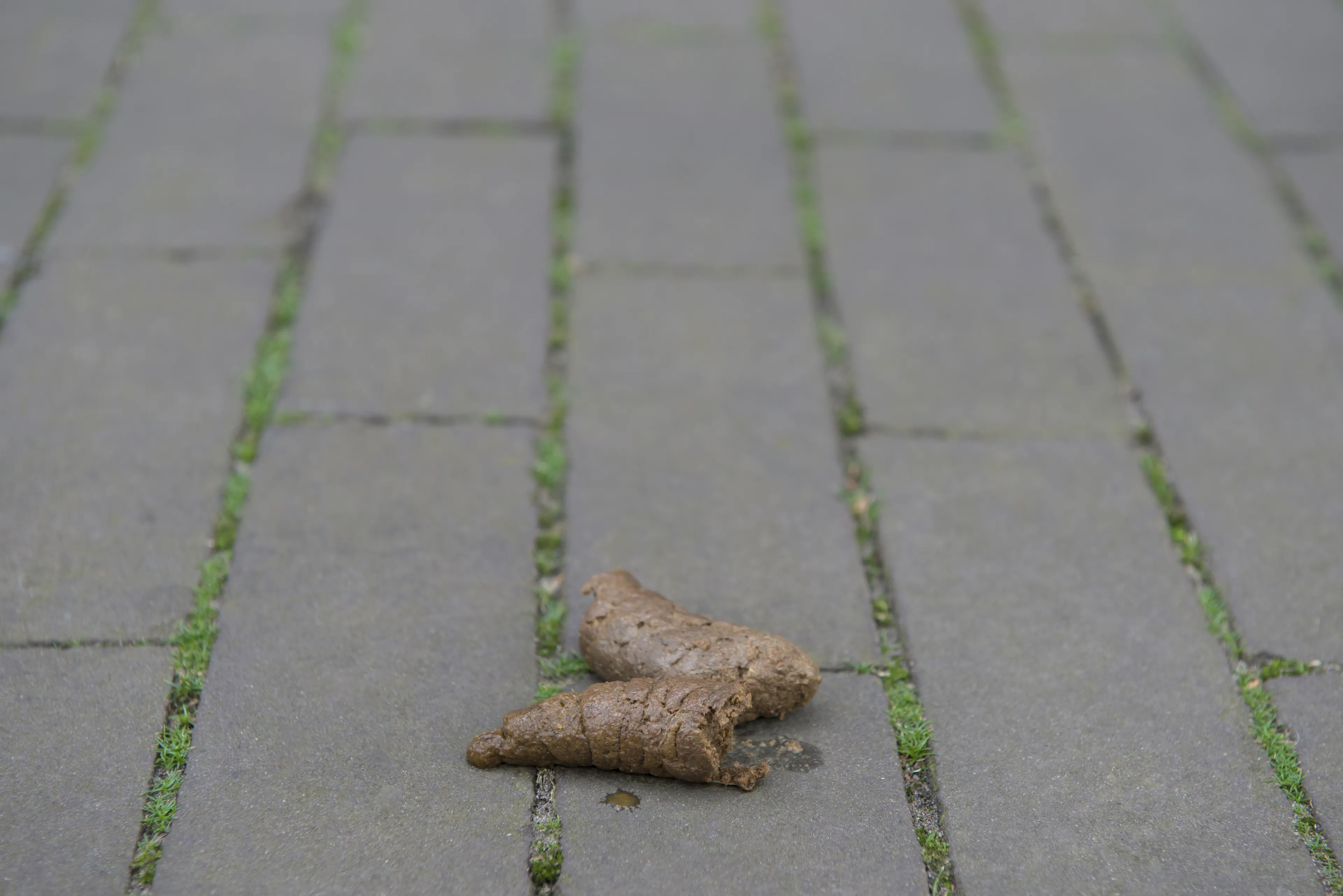 Politie houdt woedende wildpoeper aan bij winkelcentrum