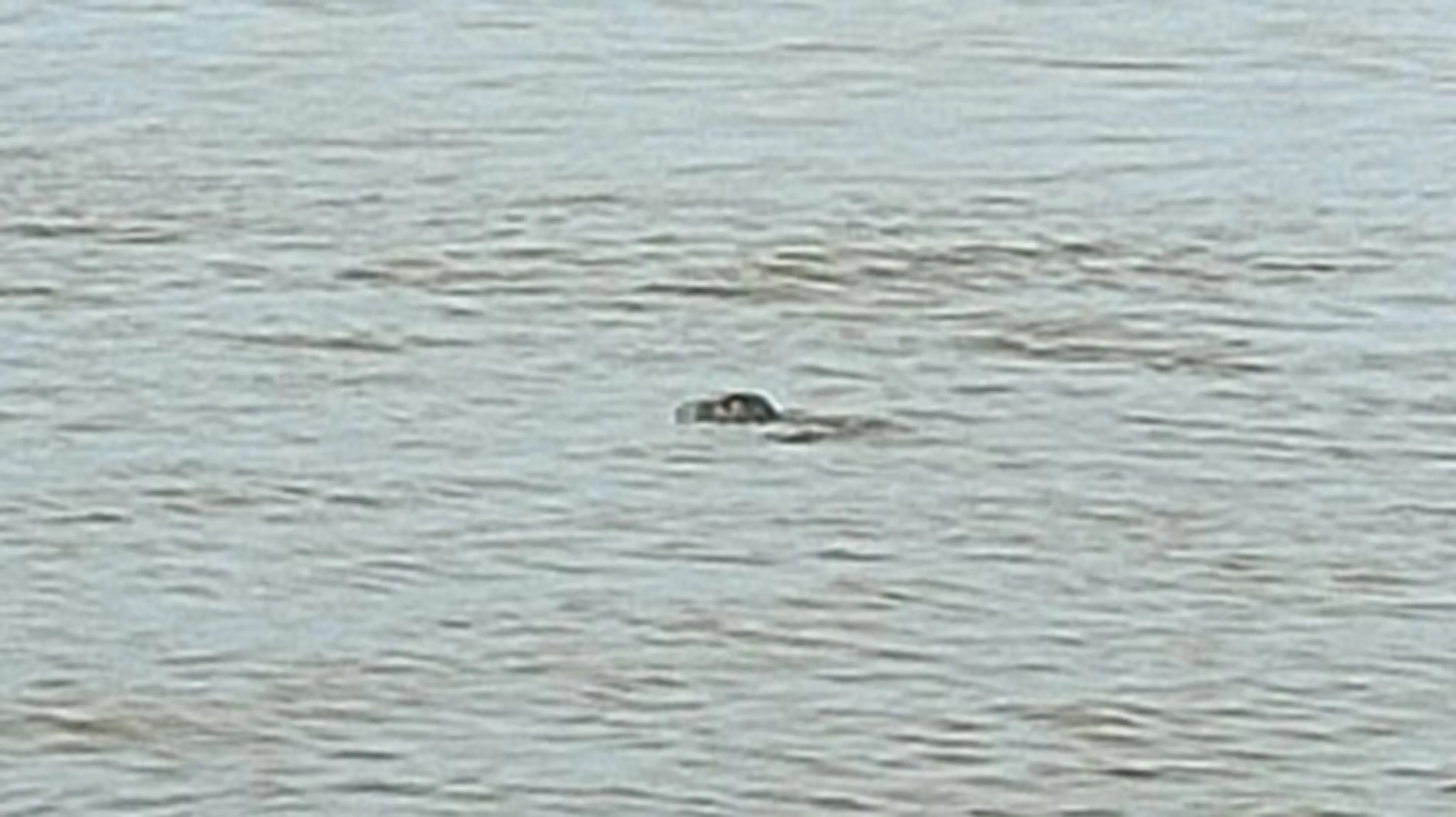 Zwemmende vrouw schrikt zich rot van speelse zeehond bij strandje Lexmond