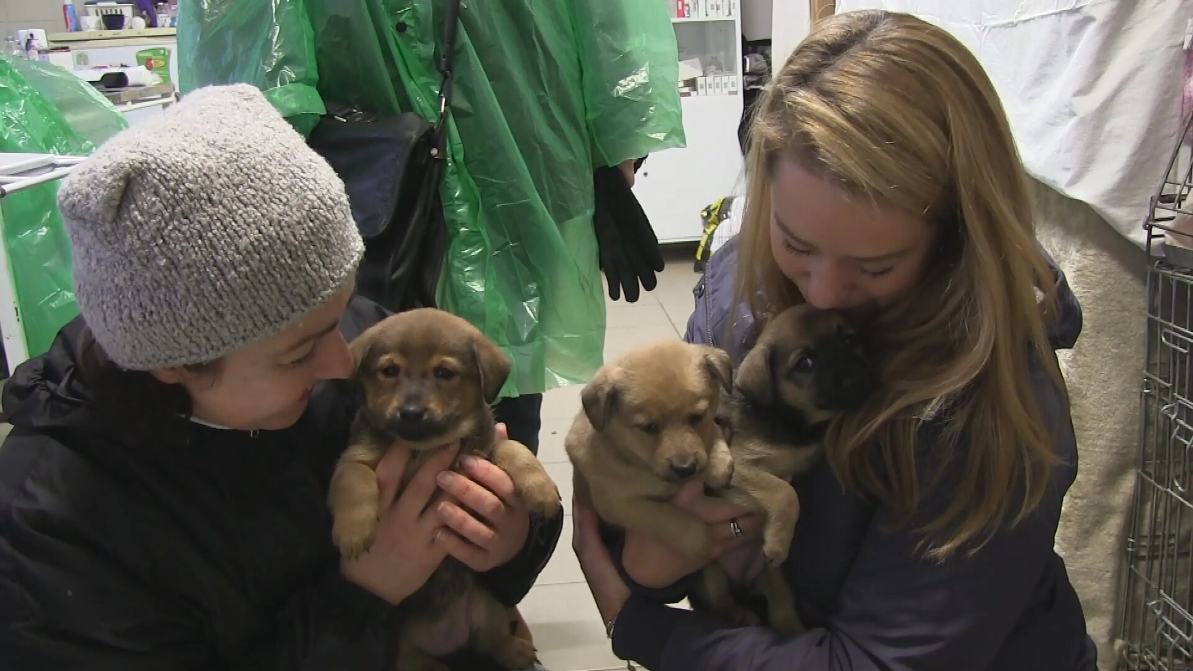 Duizenden dieren in gevaar in asiel Kiev: deze Nederlanders schieten te hulp