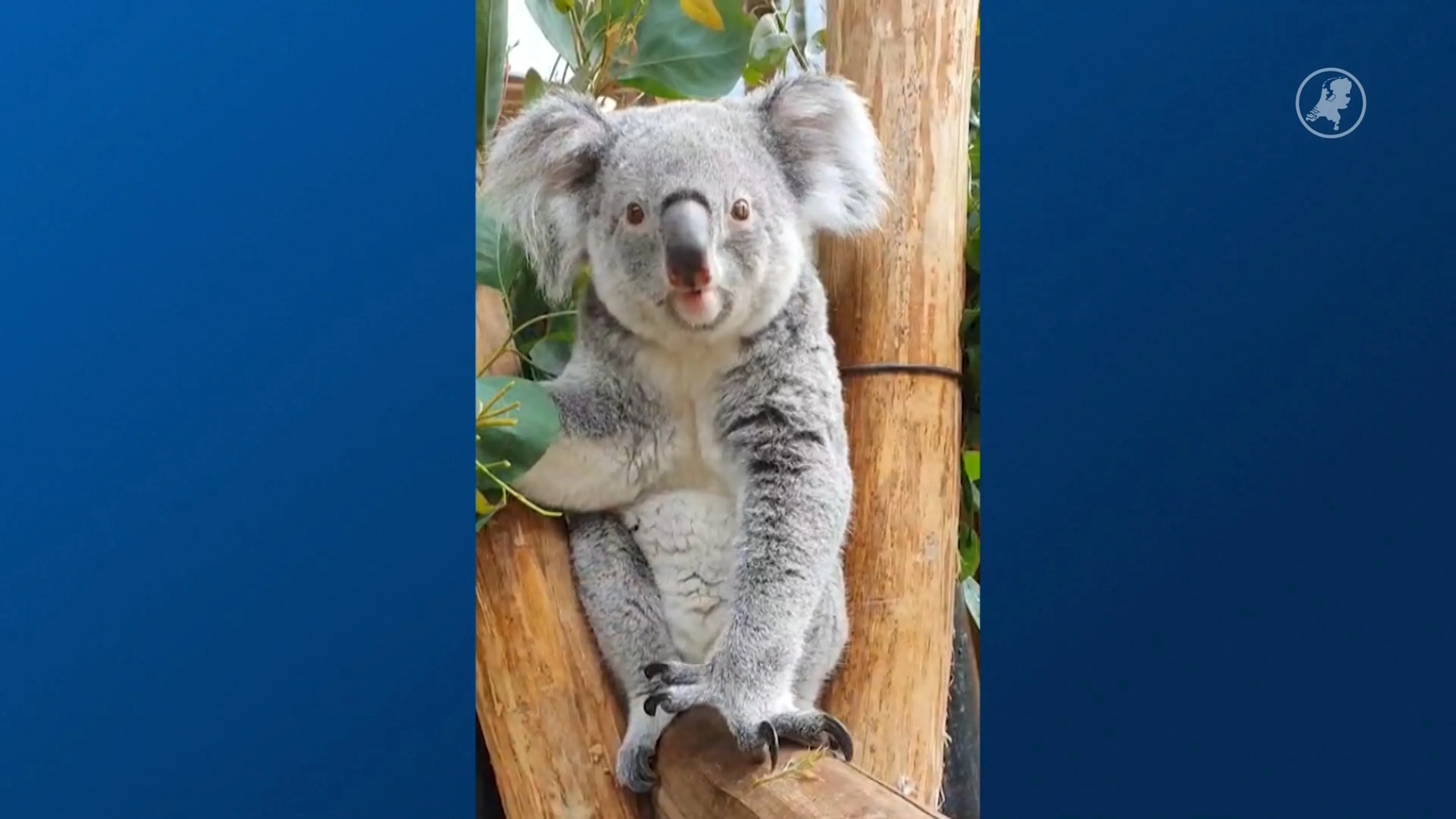 Enige koalavrouwtje in Nederland overleden in Ouwehands Dierenpark
