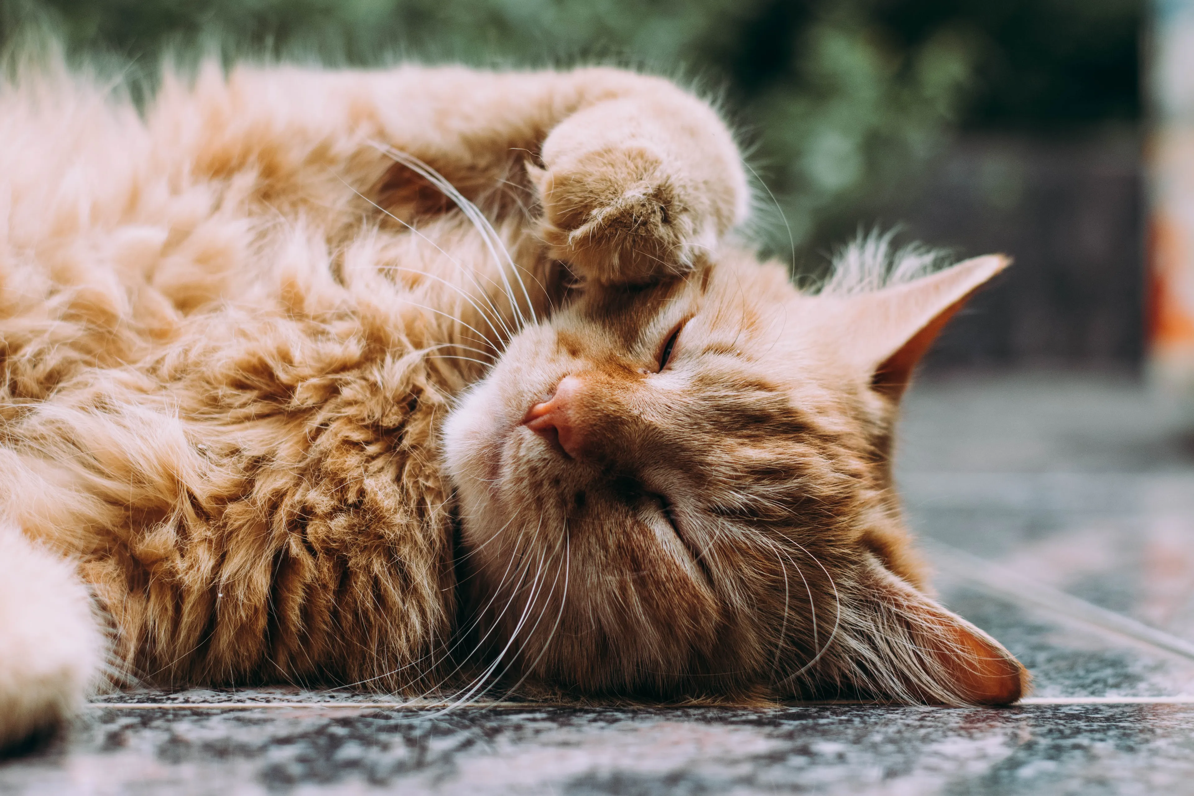 Ministers: tientallen honden en katten in Nederland hadden corona