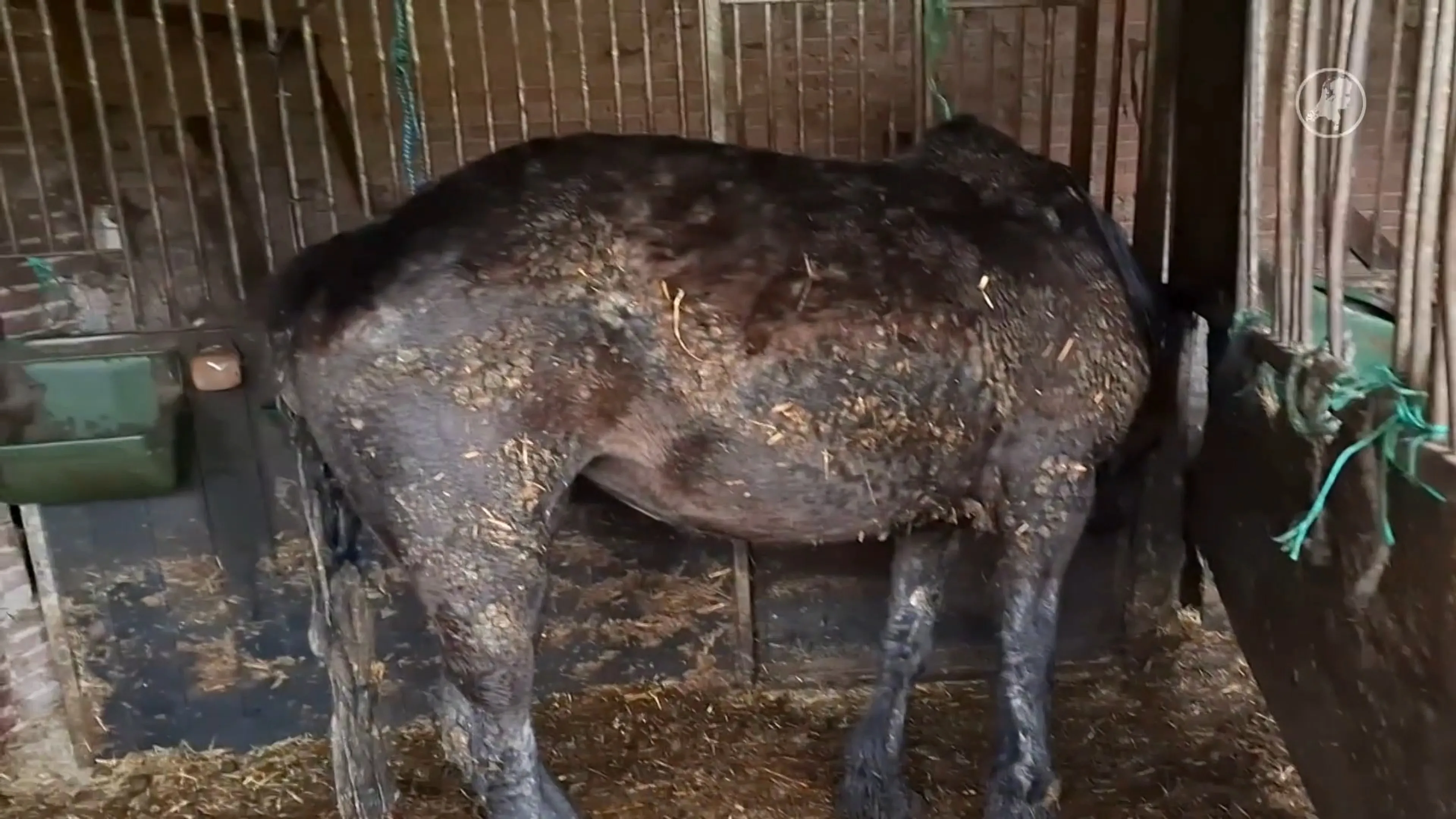 Zwaar verwaarloosde paarden aangetroffene in vervallen schuur Westerwolde