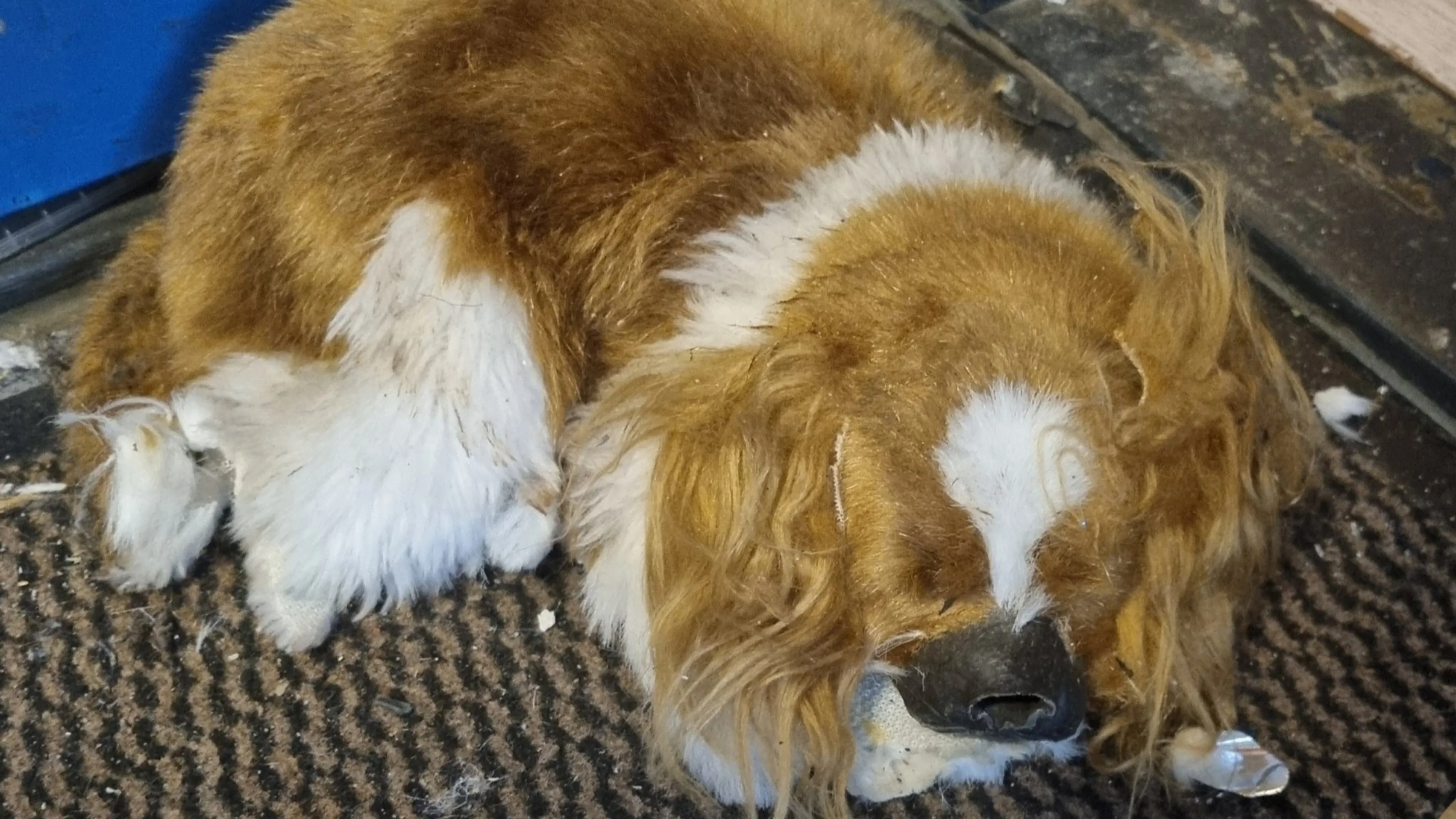 'Dode hond' in portiek Rotterdam, politie neemt hem in beslag