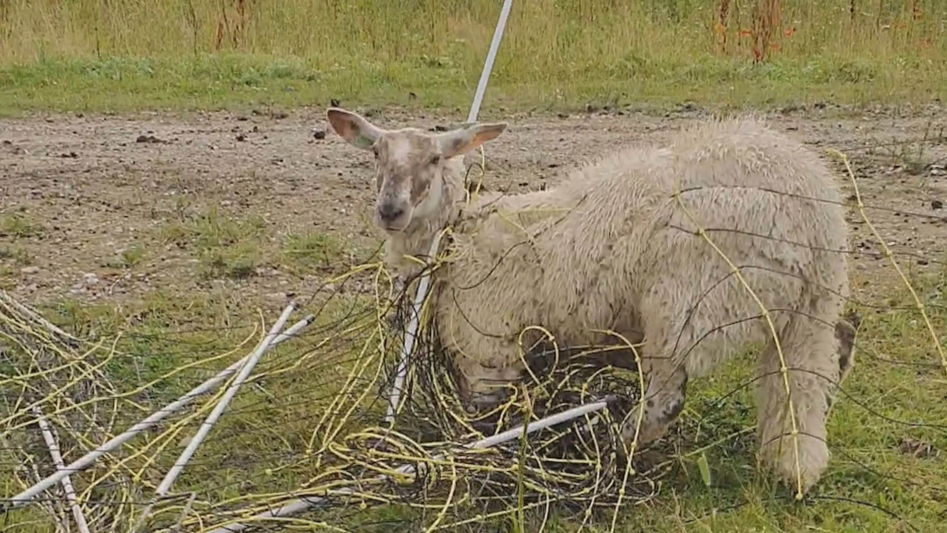 Voedsel in de poep en kreupele dieren: NVWA stopt Zuid-Hollandse dierenhouder