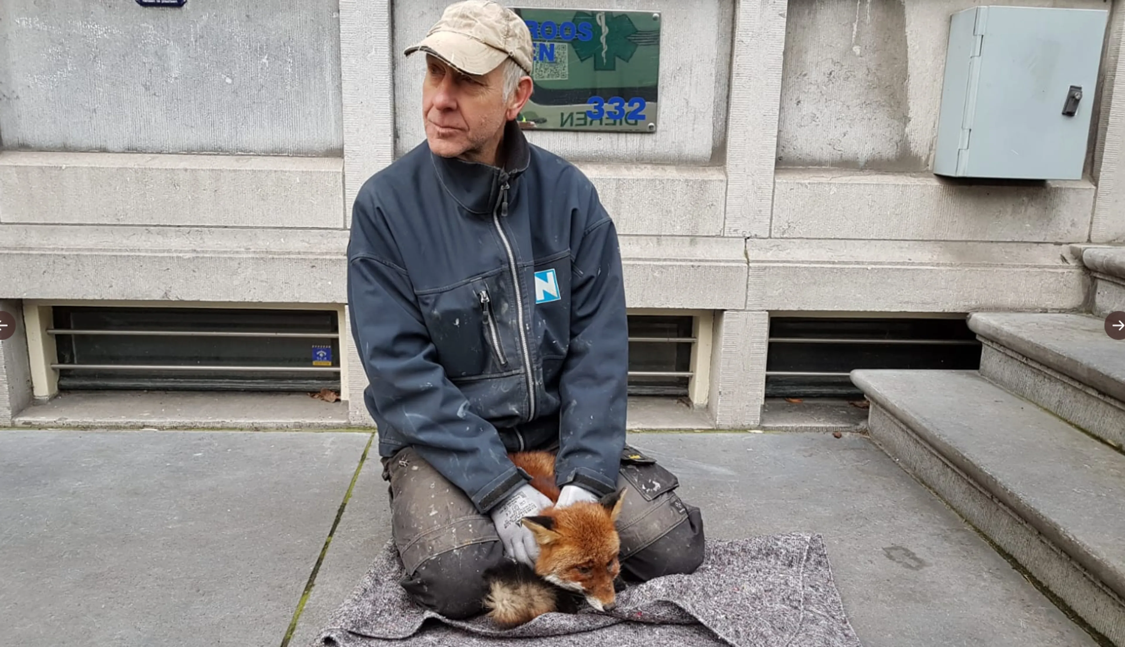 Vos gespot langs de Amsterdamse grachten: 'Dit beeld gaan we steeds vaker zien'