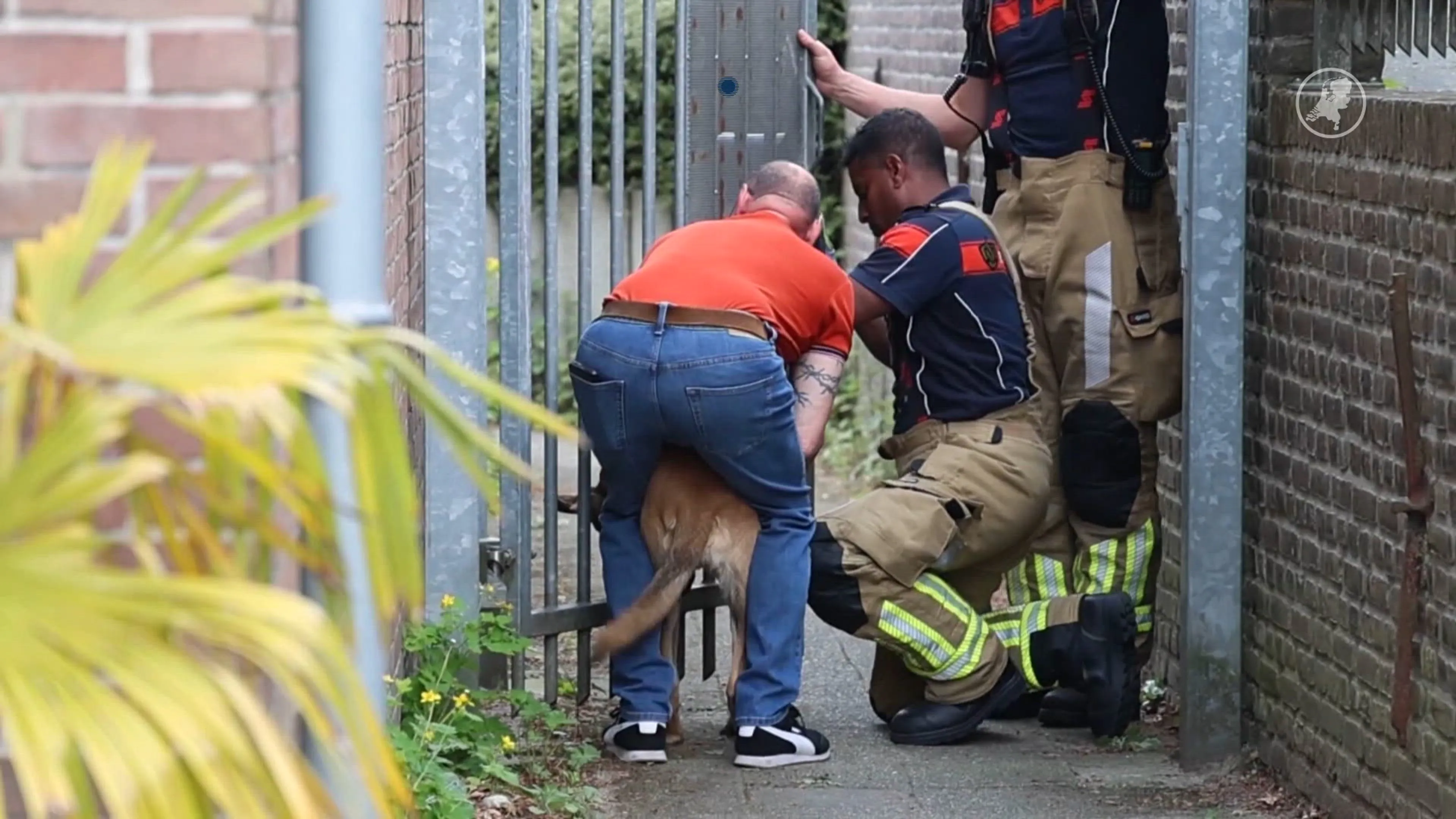 Brandweer in Arnhem bevrijdt hond die met kop klem zit tussen spijlen