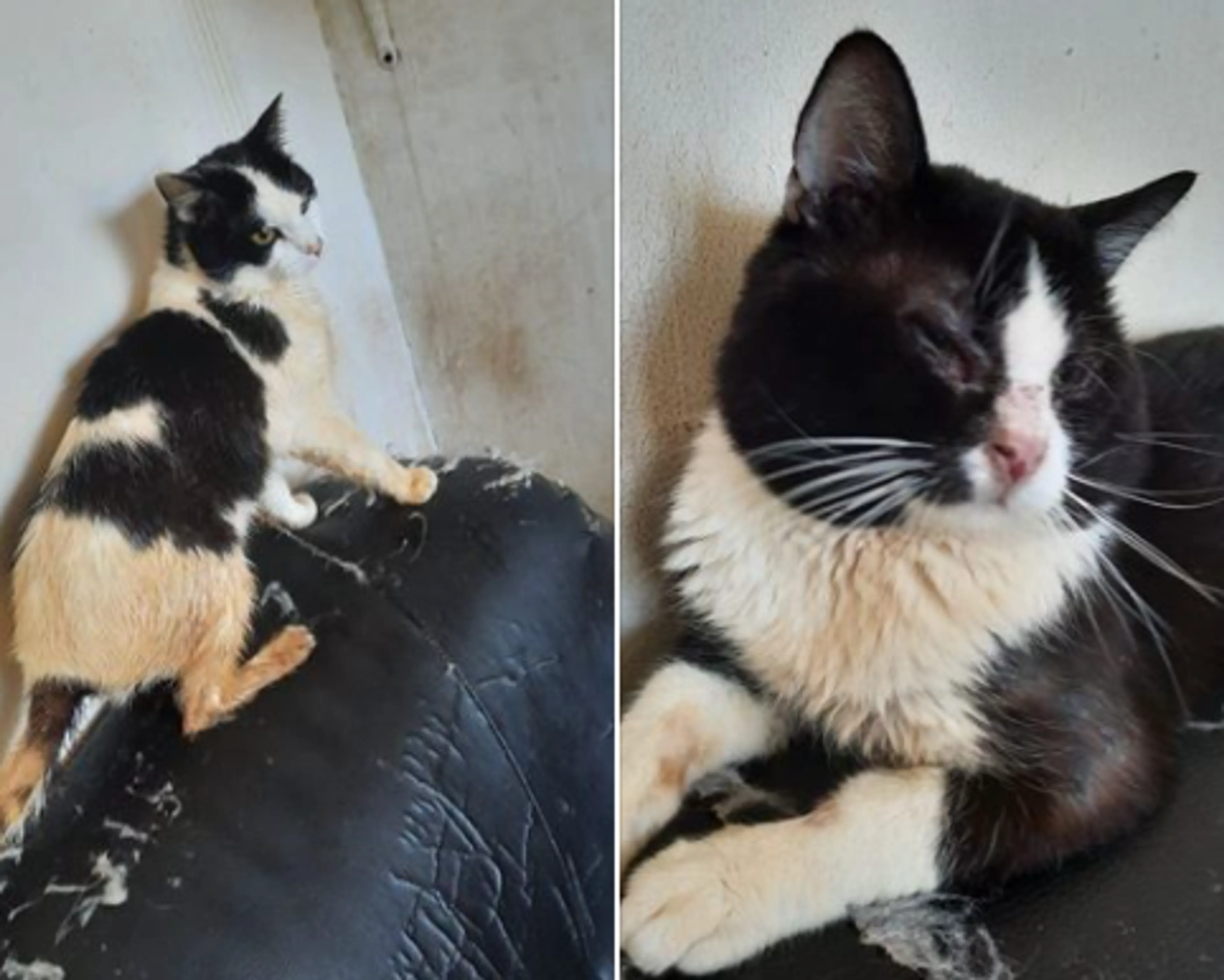 36 verwaarloosde katten uit vervuilde woning gehaald