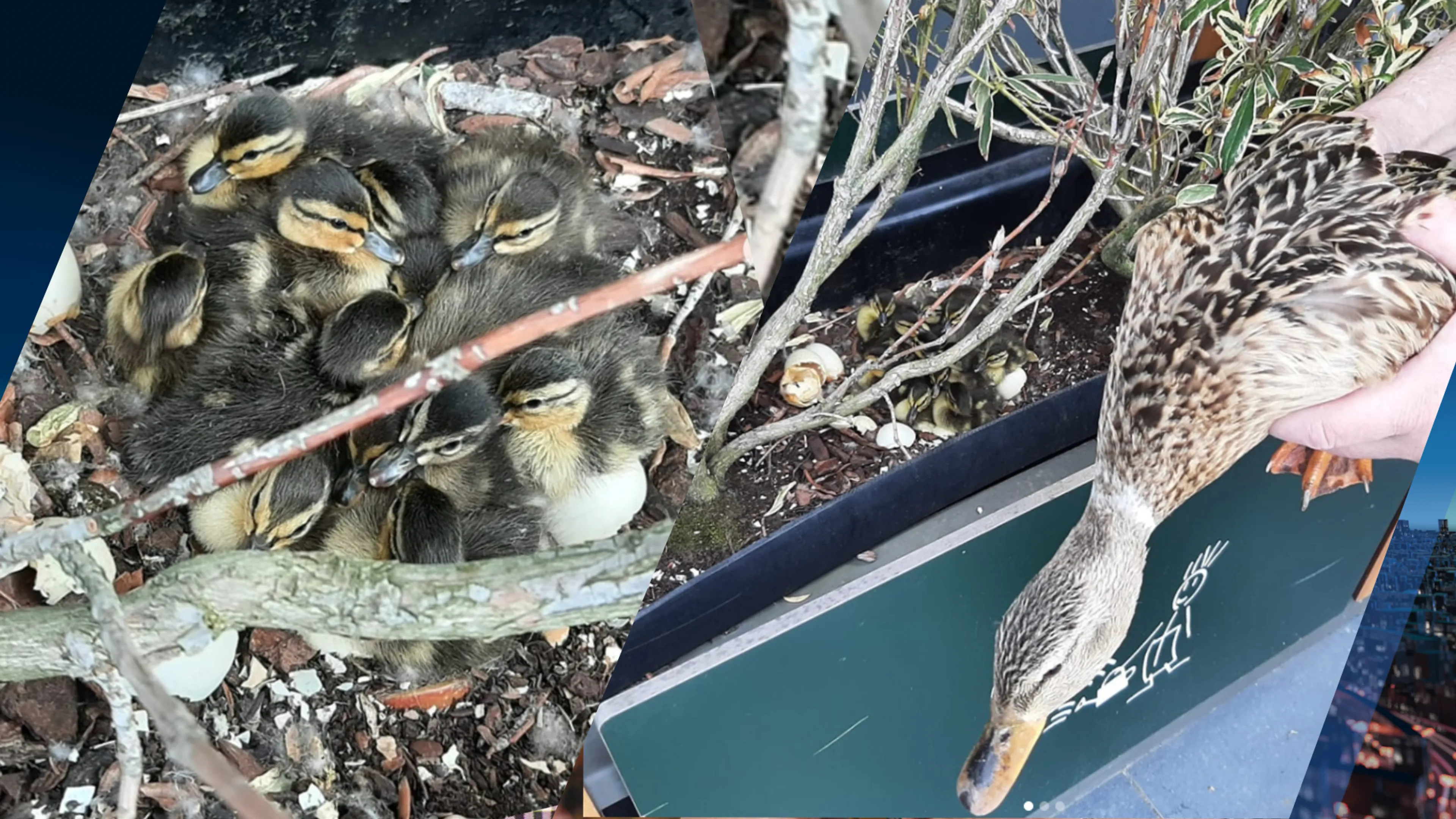 Schattig maar onhandig: moedereend broedt al vijf jaar kuikens uit bij McDonald's