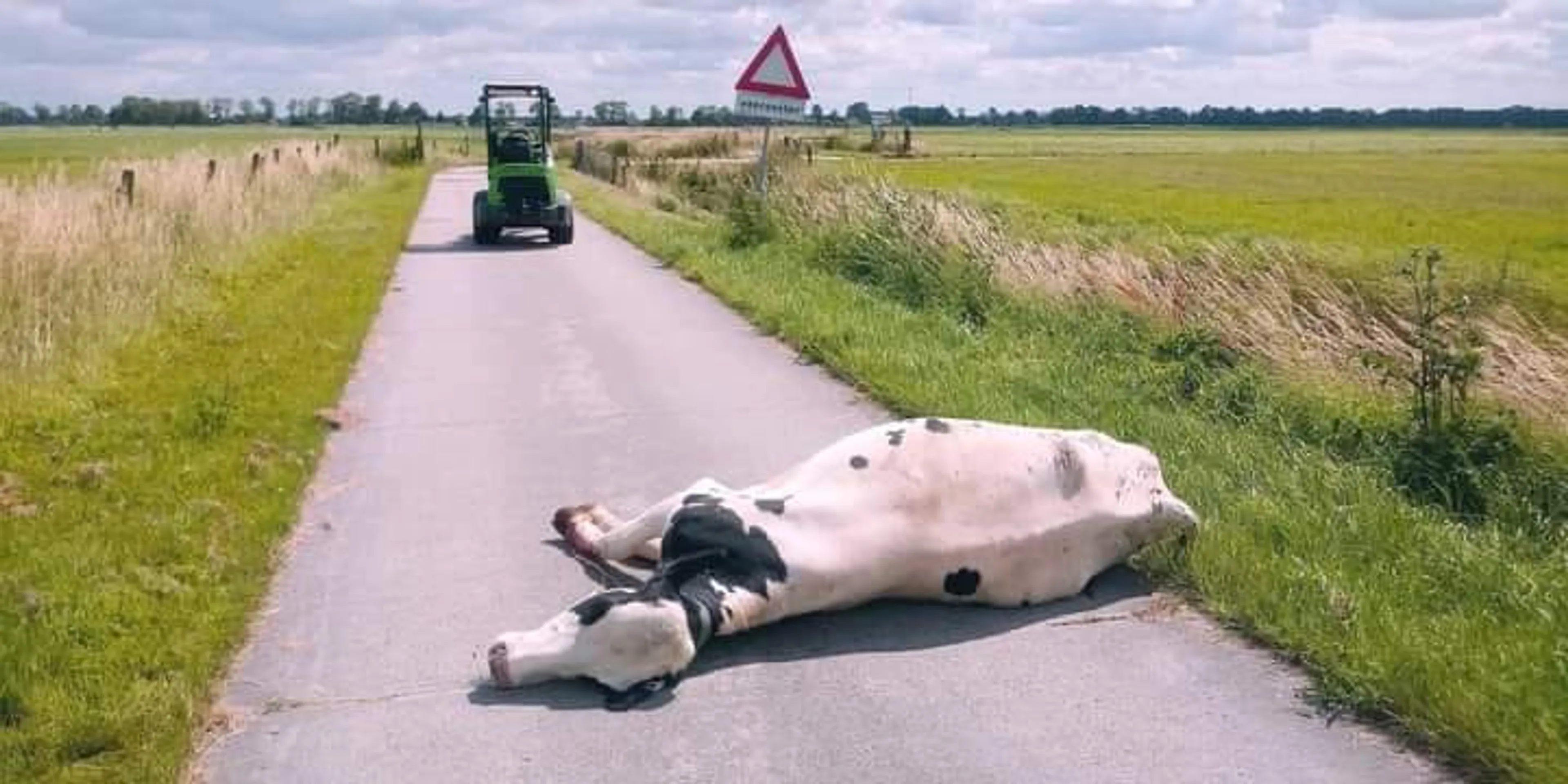 Zwangere koe schrikt van wielrenner, breekt poot en overlijdt: 'Blinde paniek'