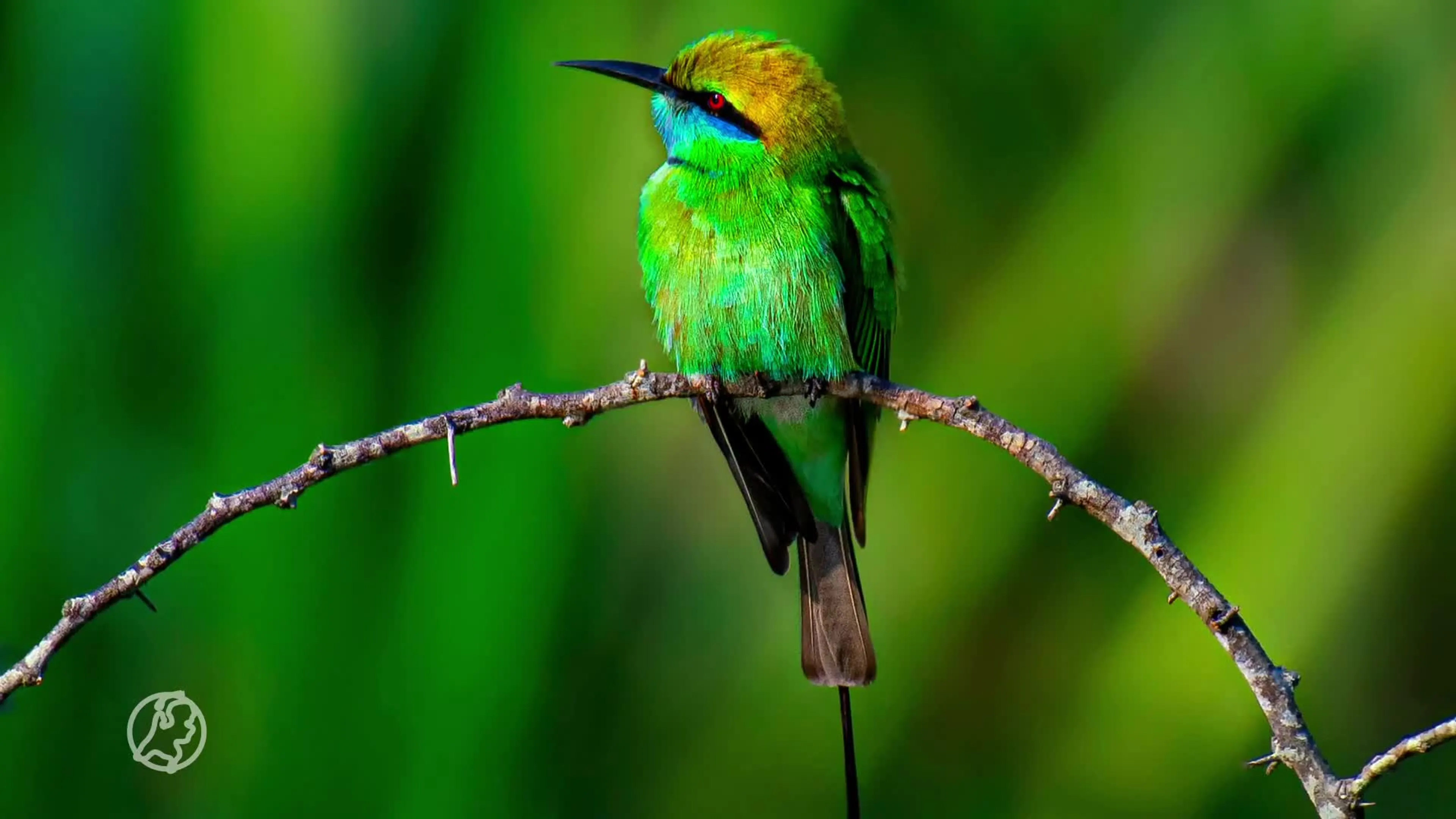 Vogelspotters dringen om een kiekje van zeldzame groene bijeneter