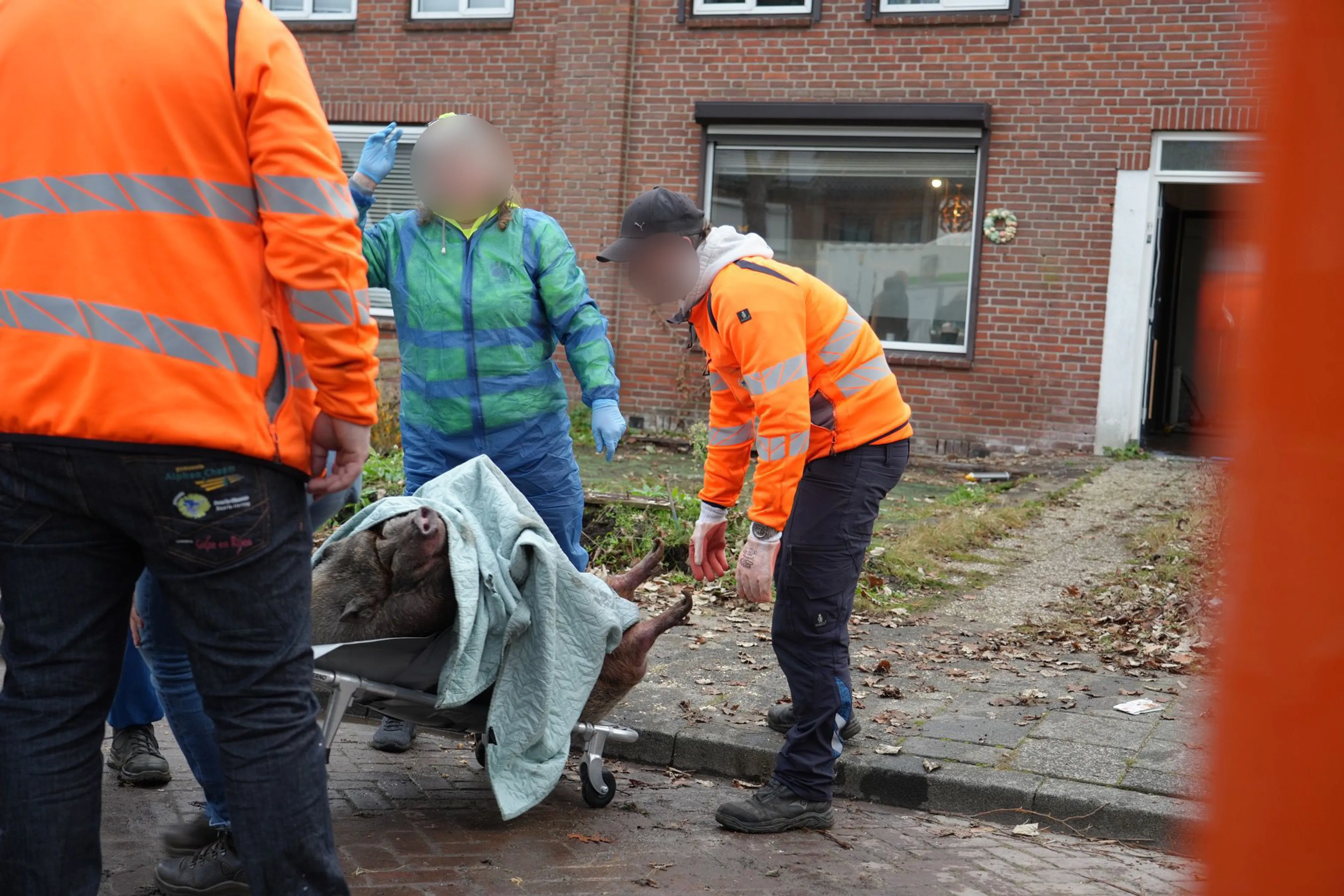 Uit huis geplaatste varken Pumba overleden: 'Hitte is haar te veel geworden'