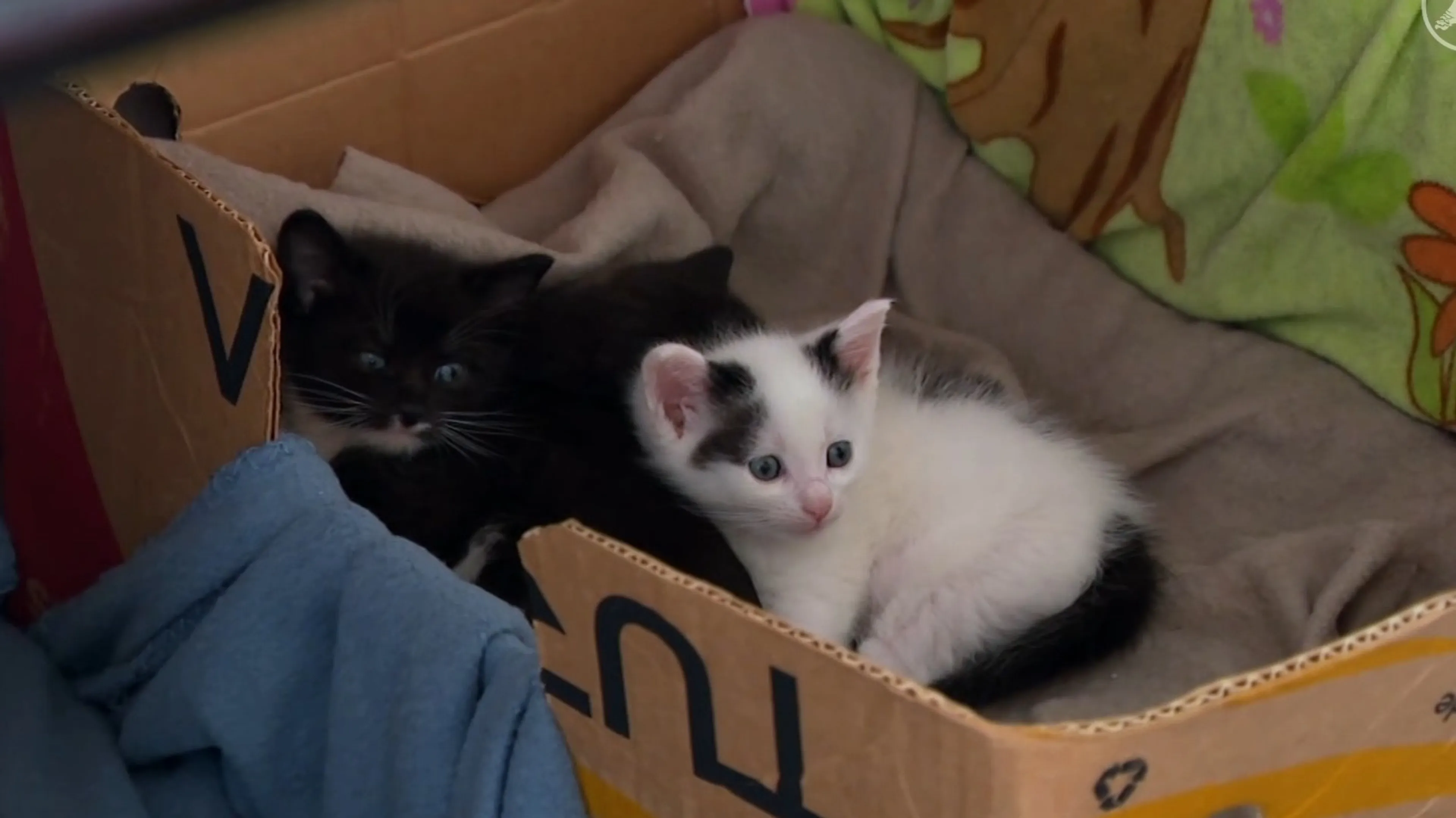 Explosie van gedumpte en dakloze kittens zorgt voor overvolle asielen