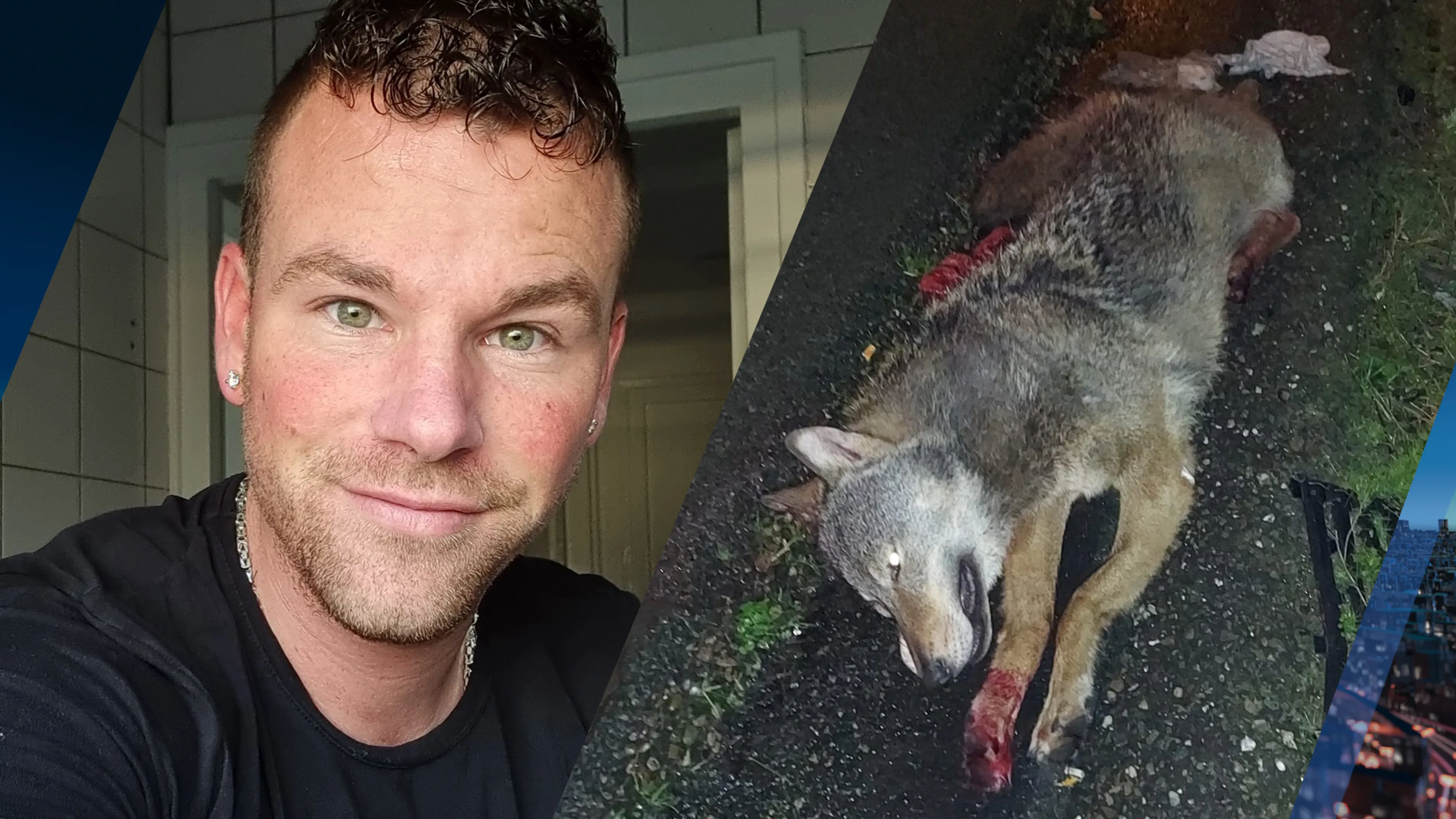 Klusjesman Nico reed wolf aan op snelweg: 'Ik dacht eerst dat het een vos was'