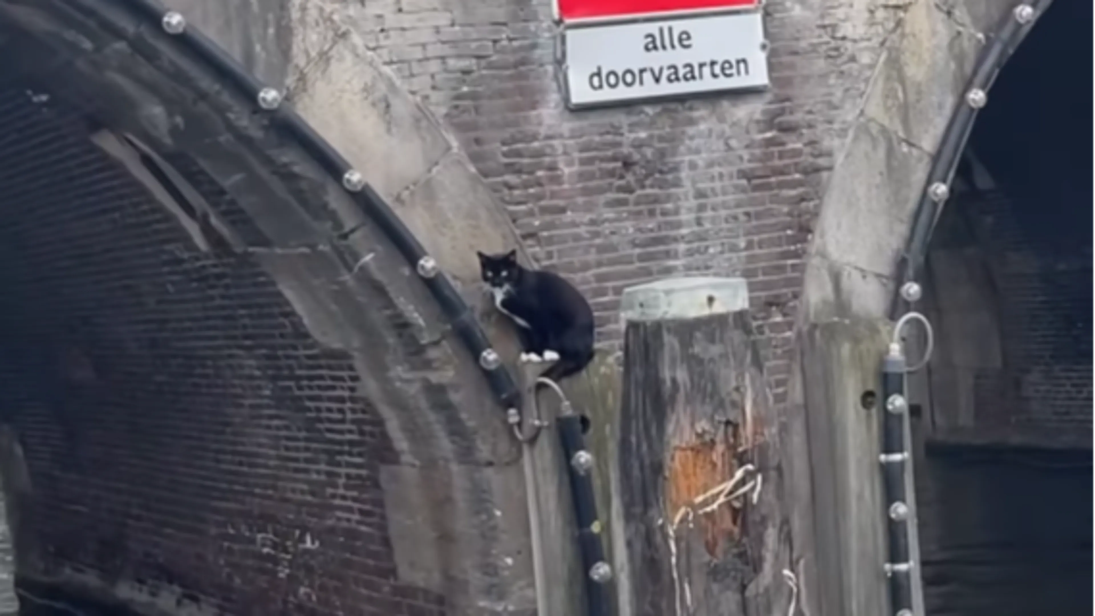 Geredde kat van Danielle gaat de wereld over: 'Wist meteen dat hij het was'