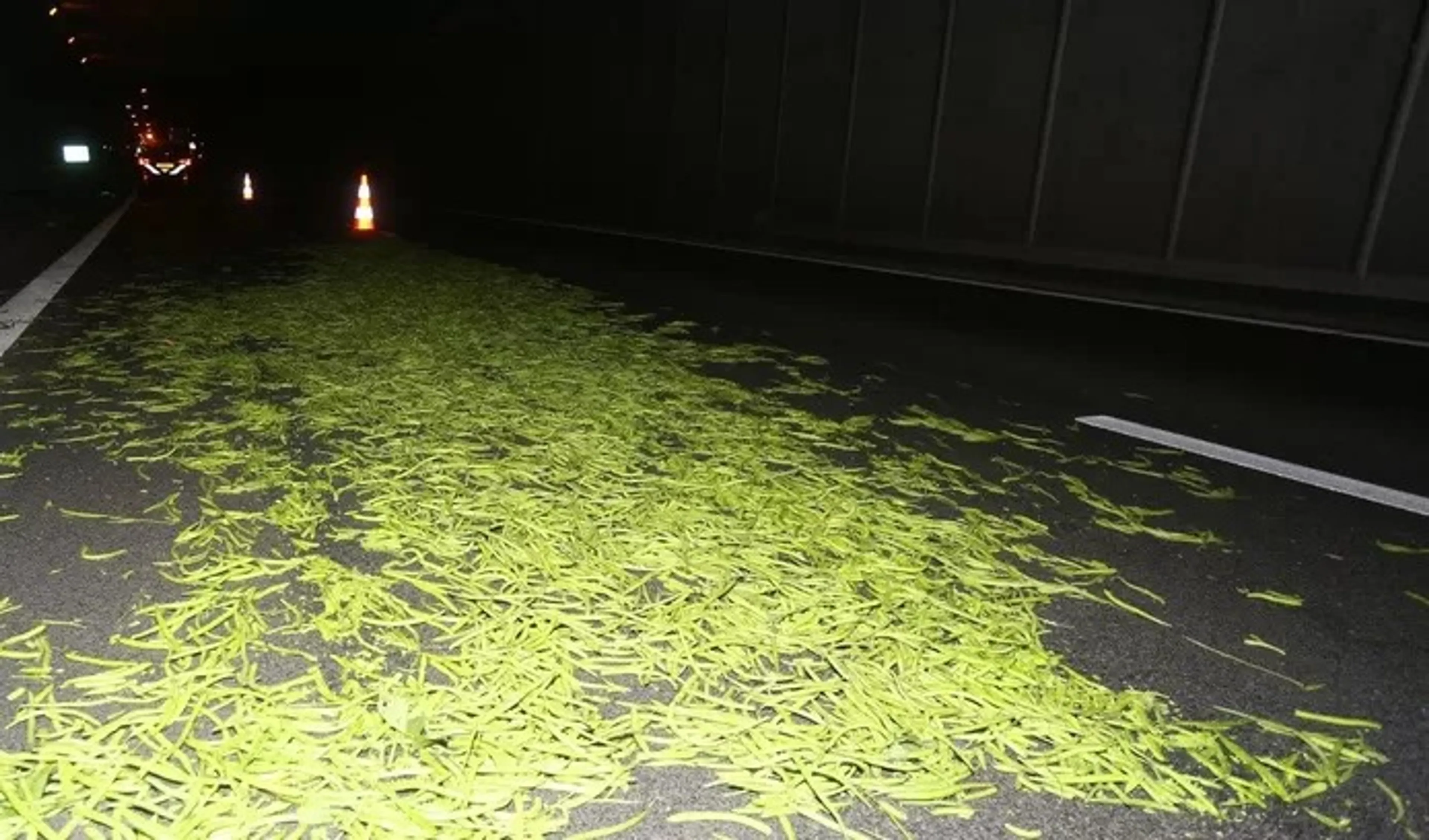 VIDEO: Snelweg bij Vught bezaaid met tienduizenden sperziebonen