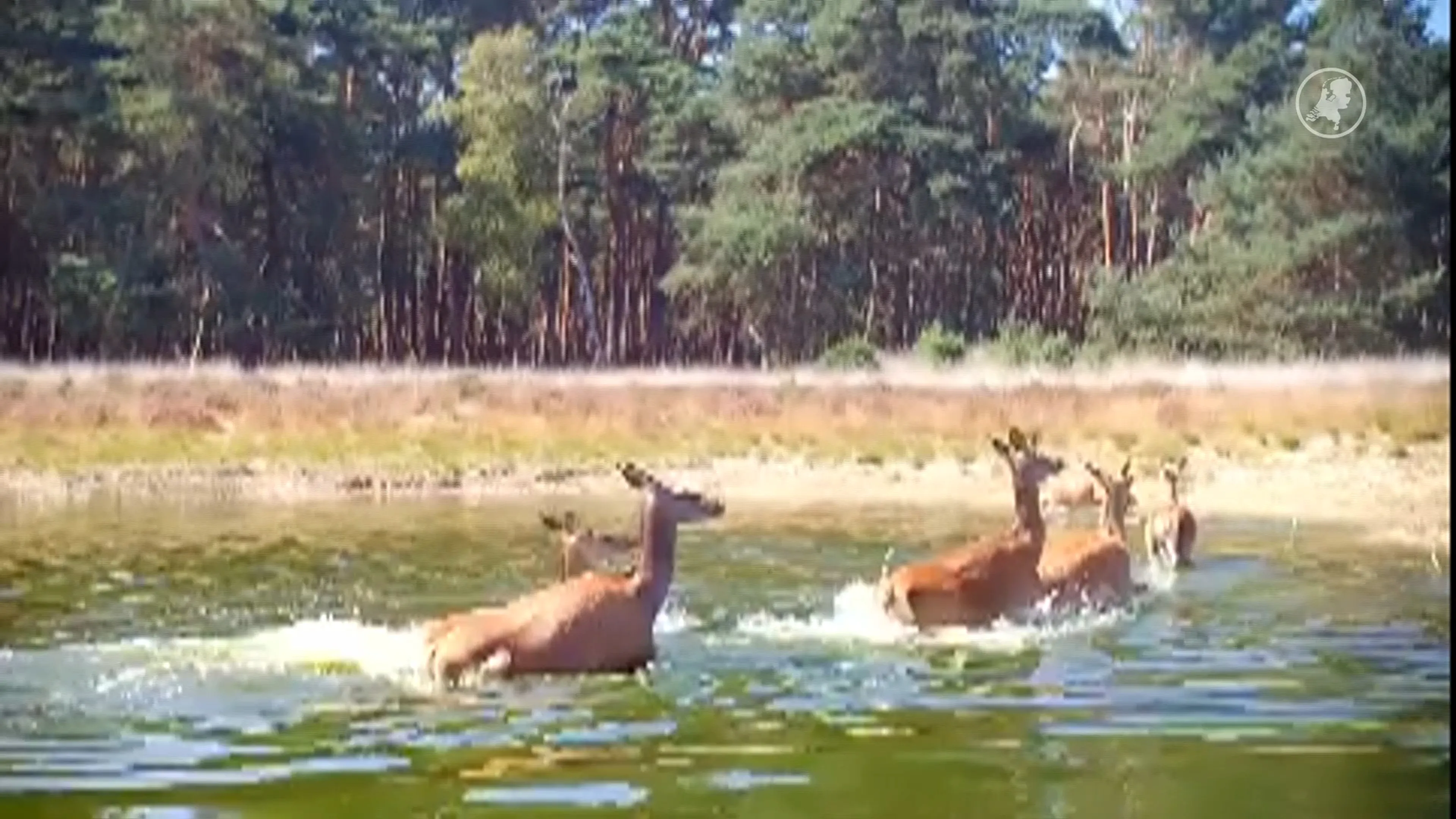 Bijzondere beelden van een wolf die edelherten verjaagt op de Veluwe